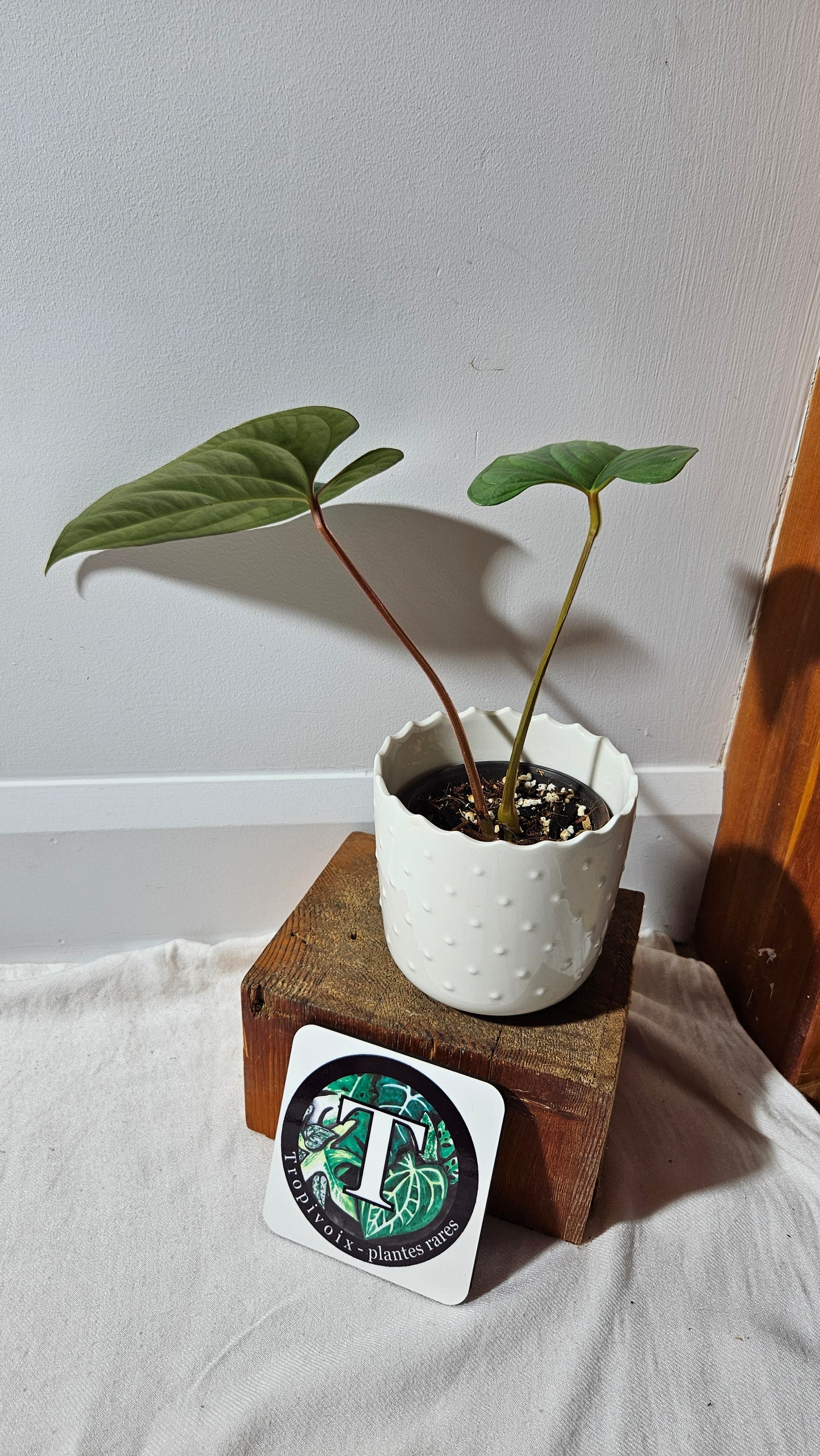 Anthurium Salgarense aff Silver Peru"format MOYEN" (ANT-219)