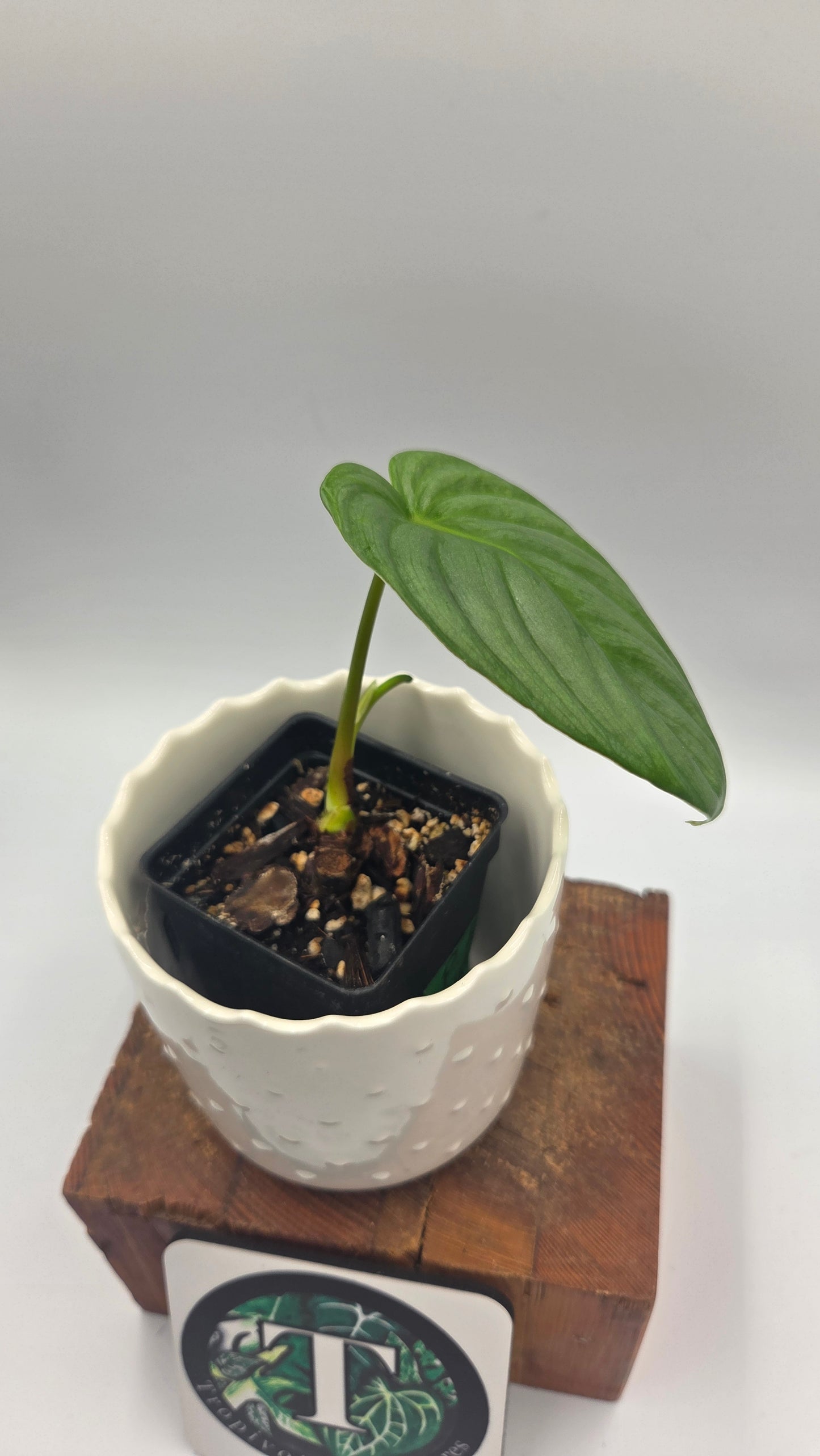 Philodendron Pastazanum Platinum (PHI-827)