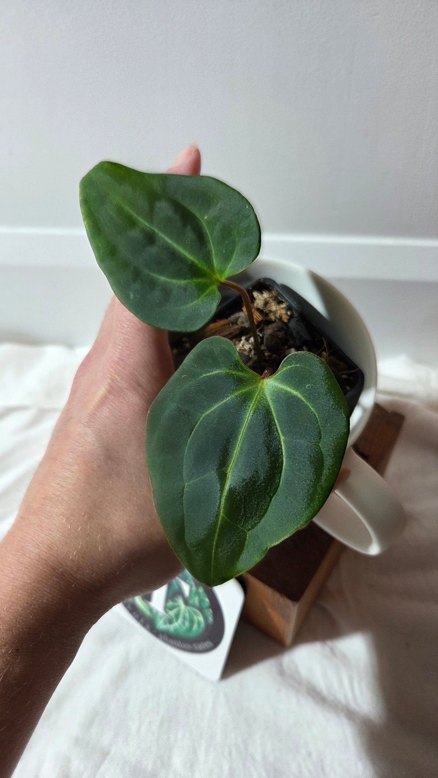 Anthurium Besseae Aff Blue "Format PETIT" (ANT-669)