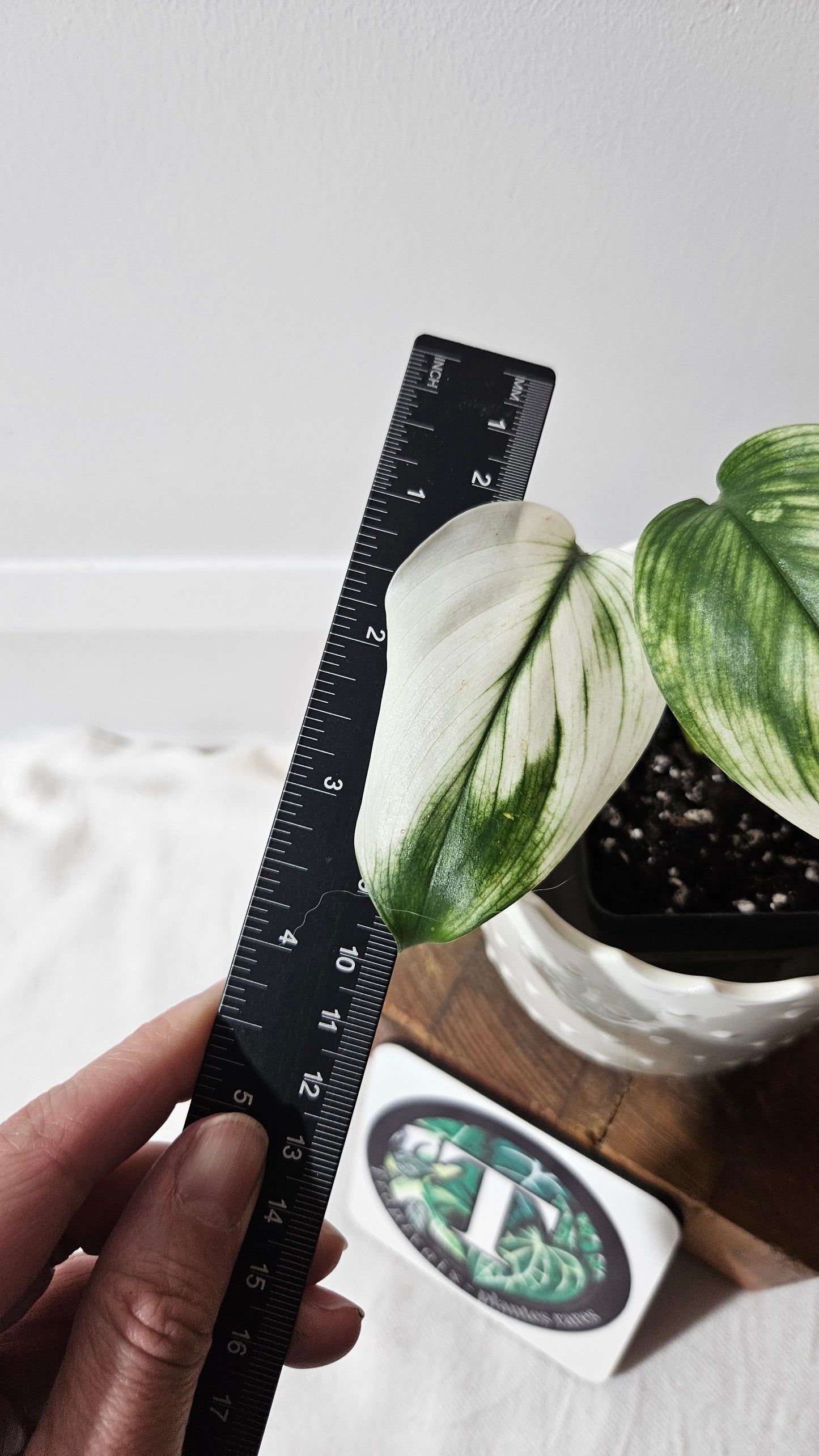 Scindapsus White Monster (SCI-995)