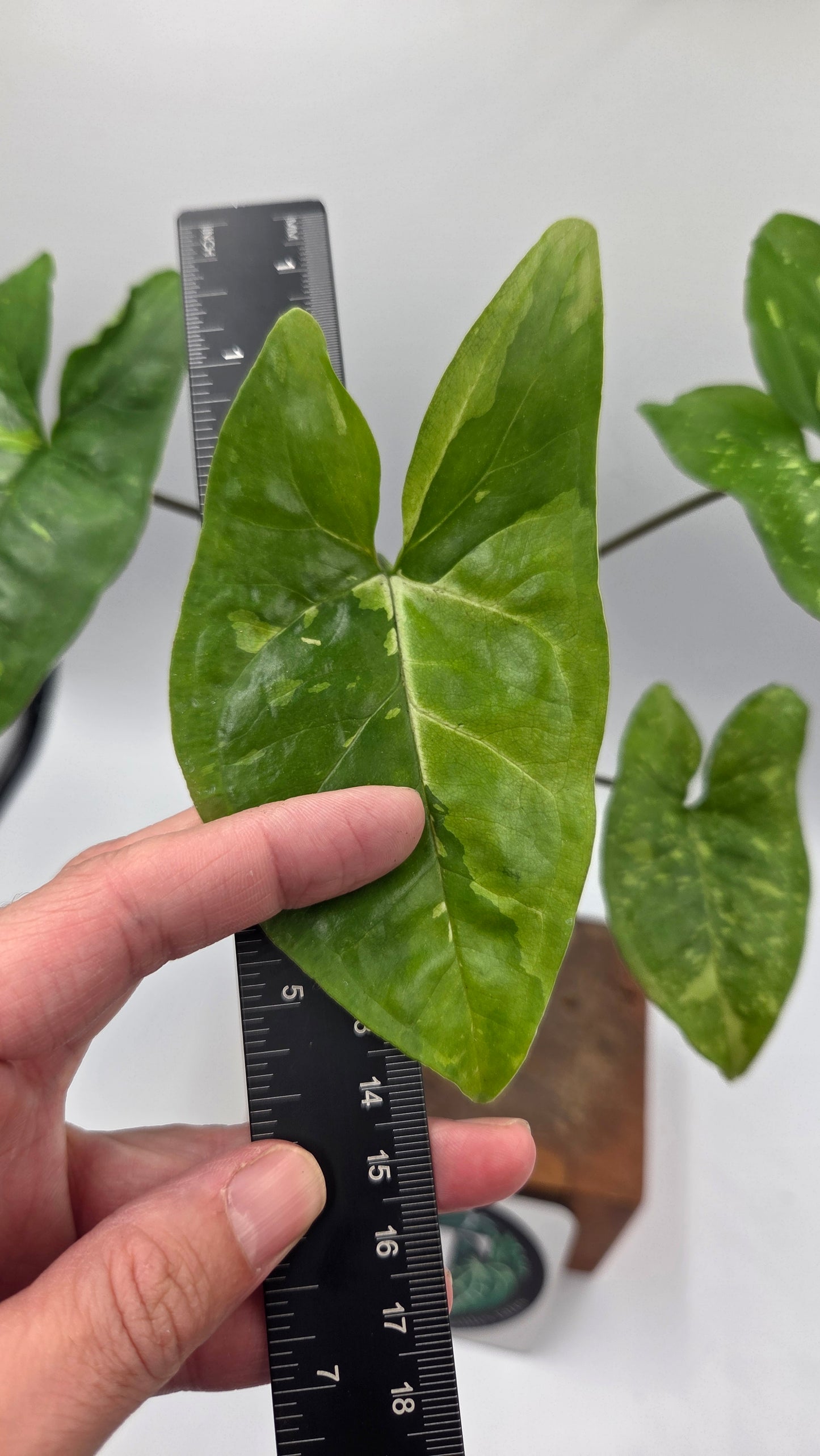 Syngonium Panda/Indo (SYN-502)
