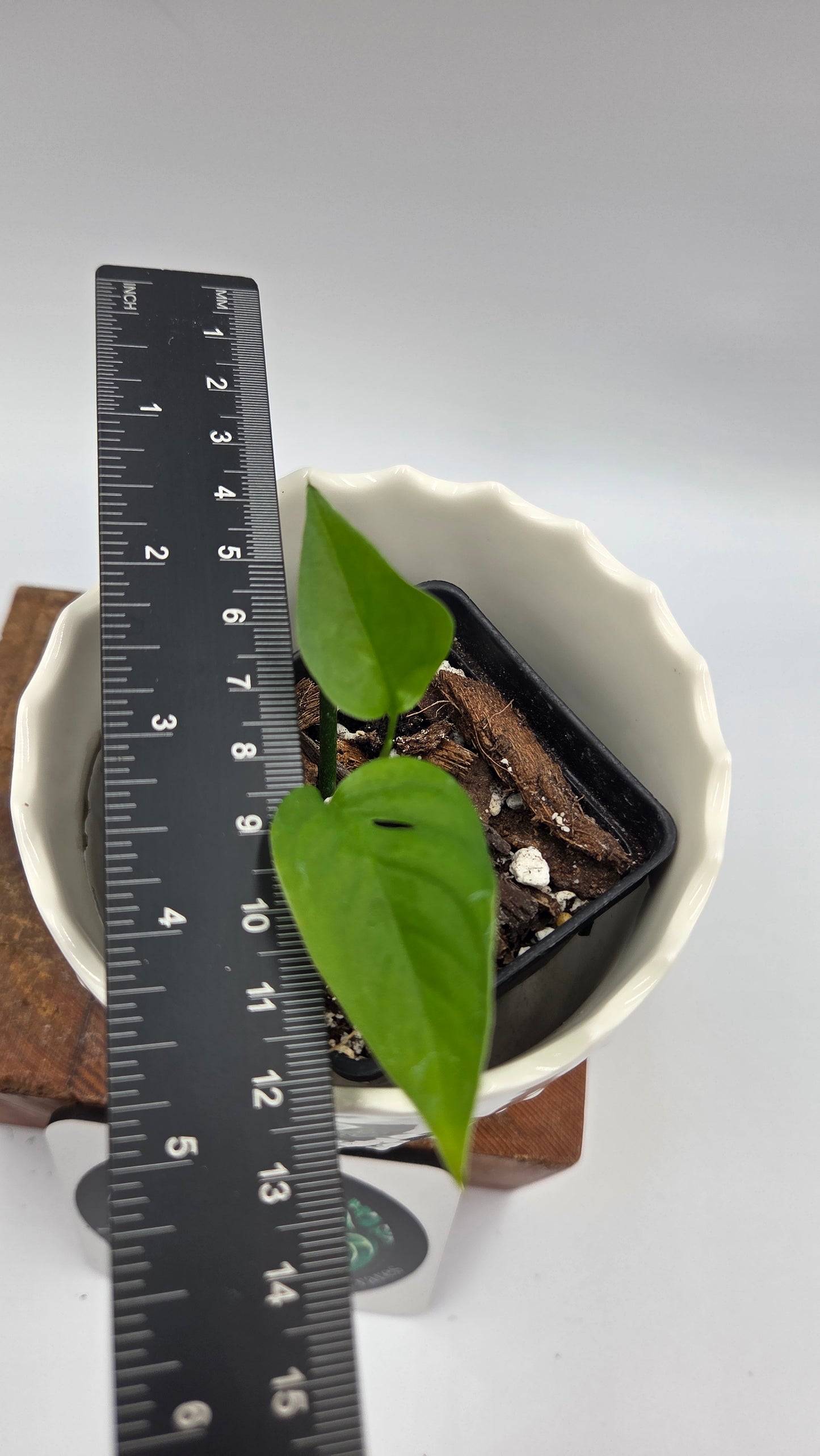Monstera Obliqua Aff Santiago (MON-548)