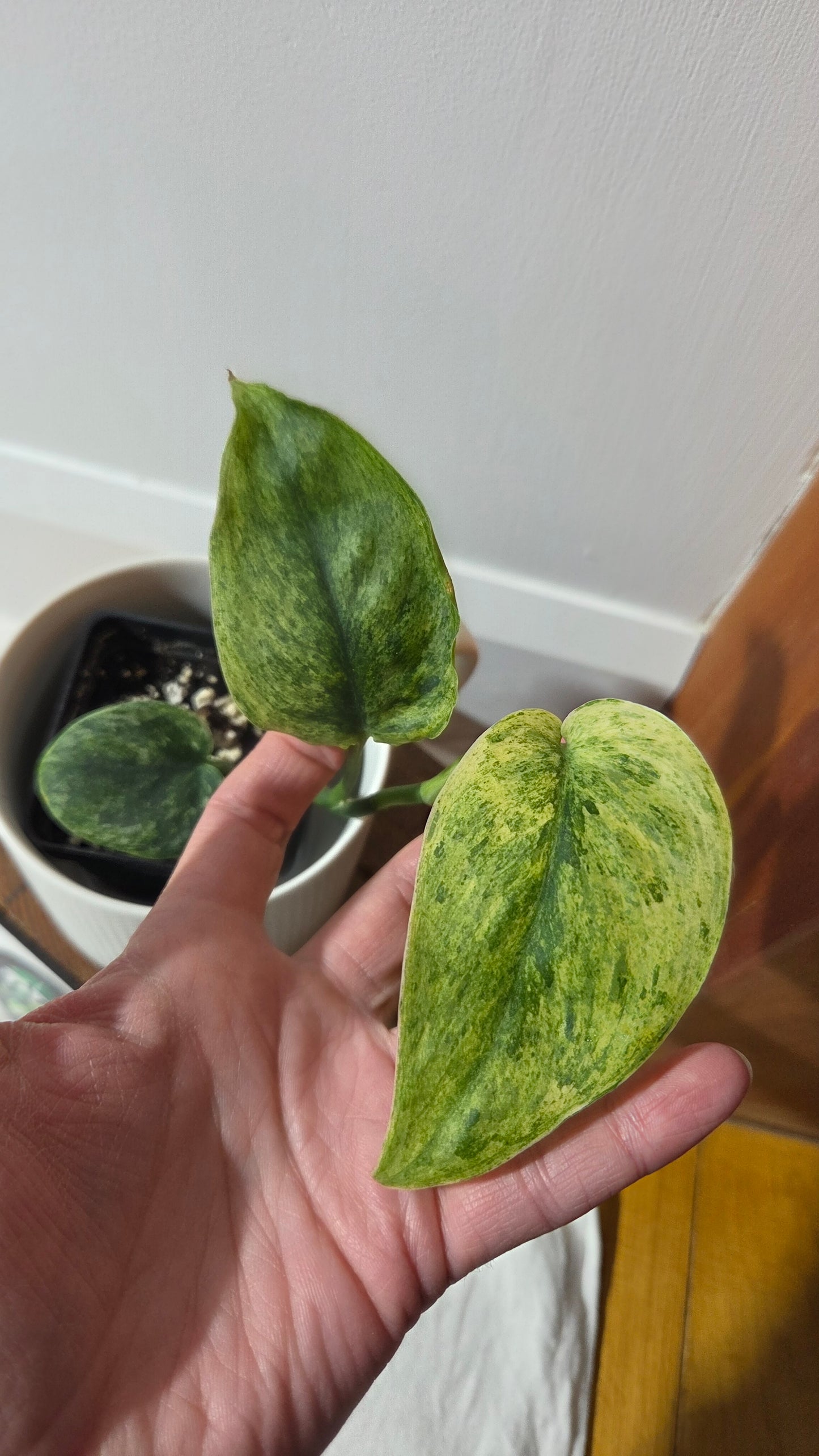 Scindapsus Dark satin Tricolore (SCI-1395)