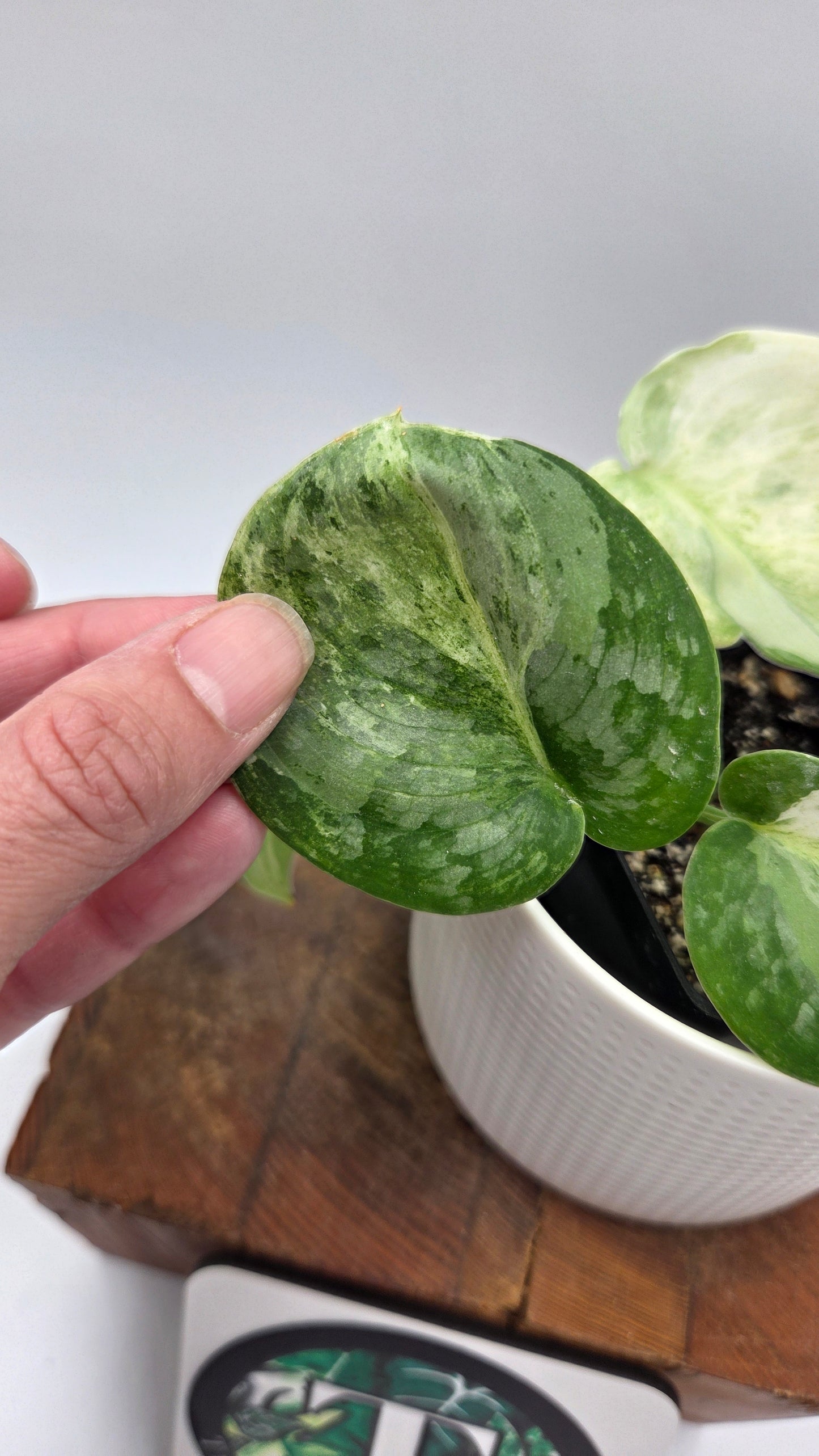 Scindapsus Black Dragon Variegata (SCI-1053)