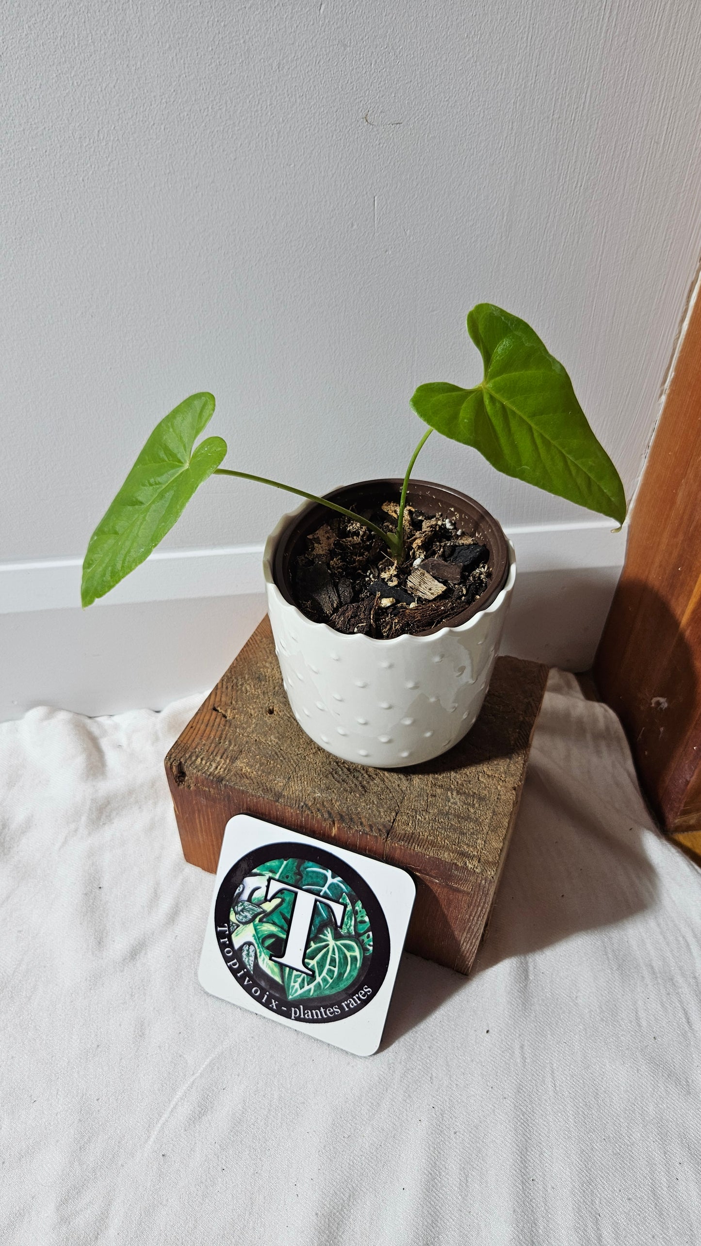 Anthurium Balaoanum "format PETIT" (ANT-533)