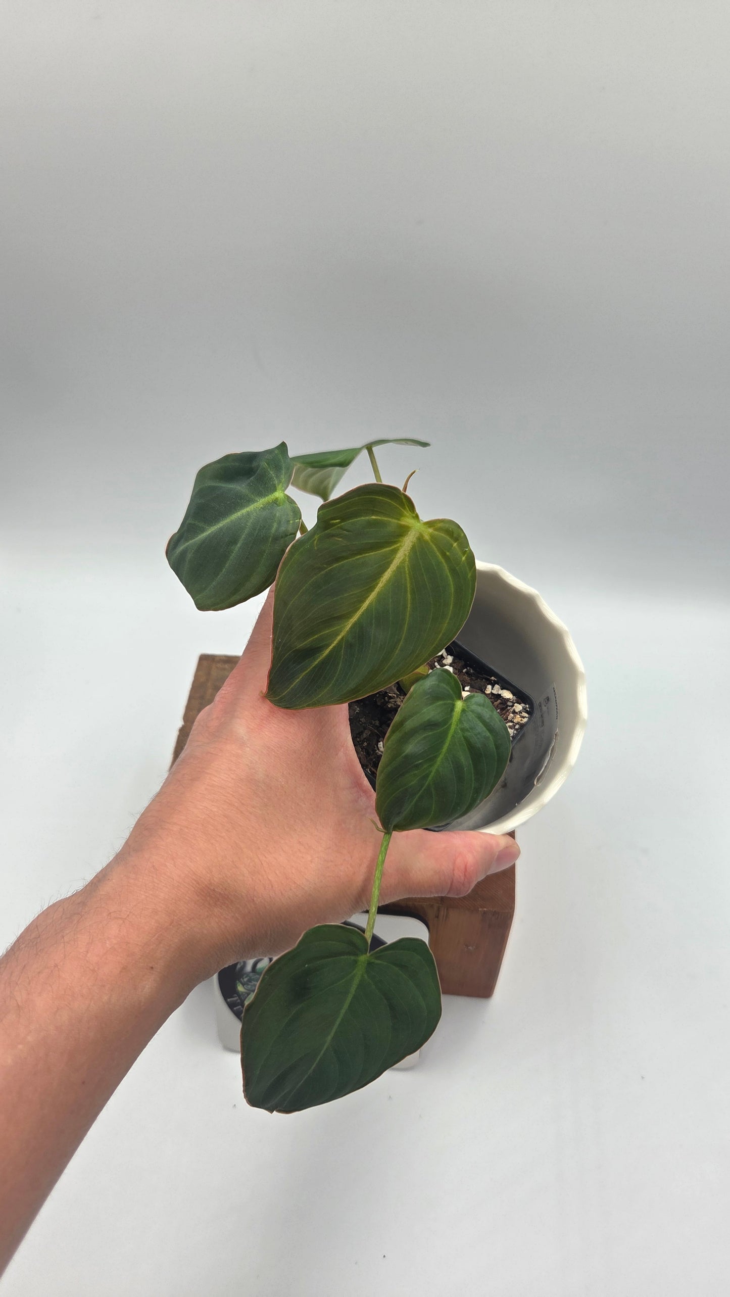 Philodendron Glorious (PHI-1038)
