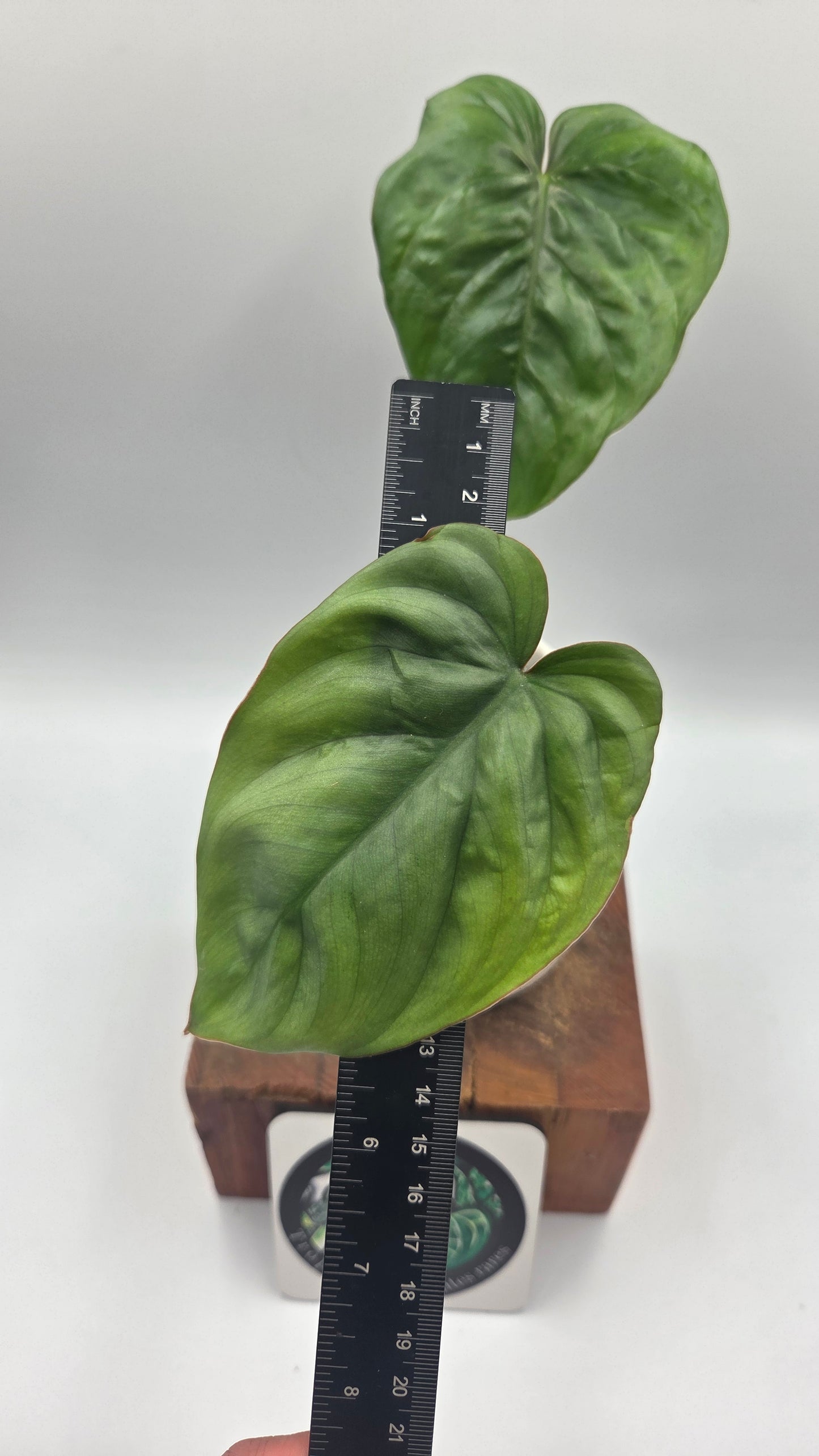 Philodendron Aff Colombia (PHI-640)