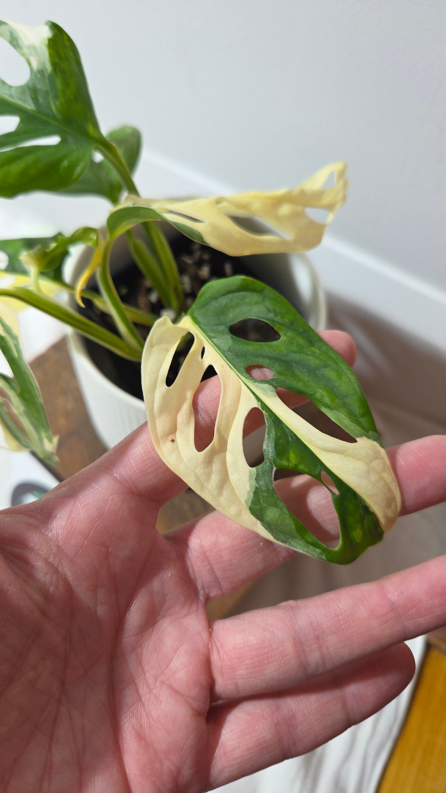 Monstera Andasonii Tricolore (MON-511)