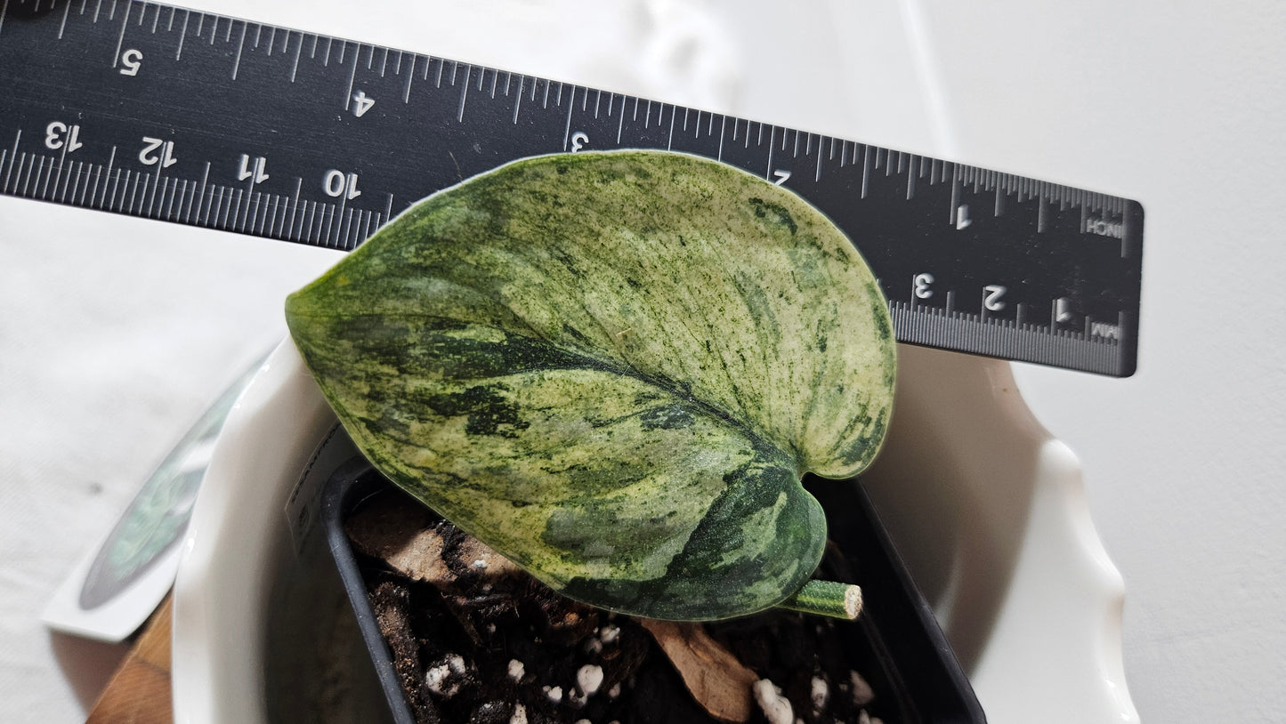 Scindapsus Silver Cloud mutation (SCI-998)