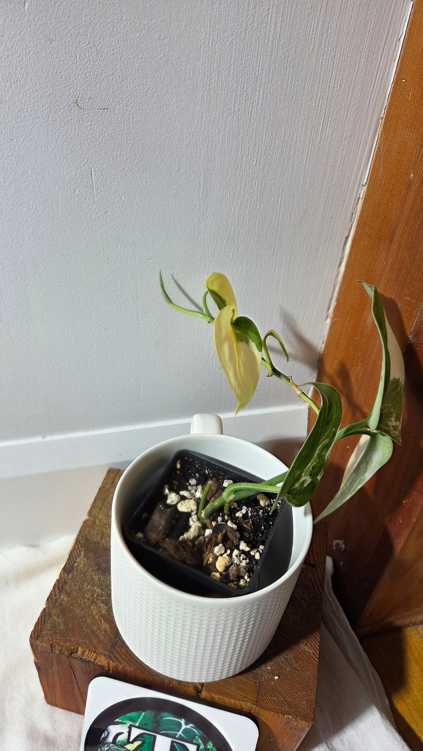 Scindapsus Silver Tattoo Variegata (SCI-698)