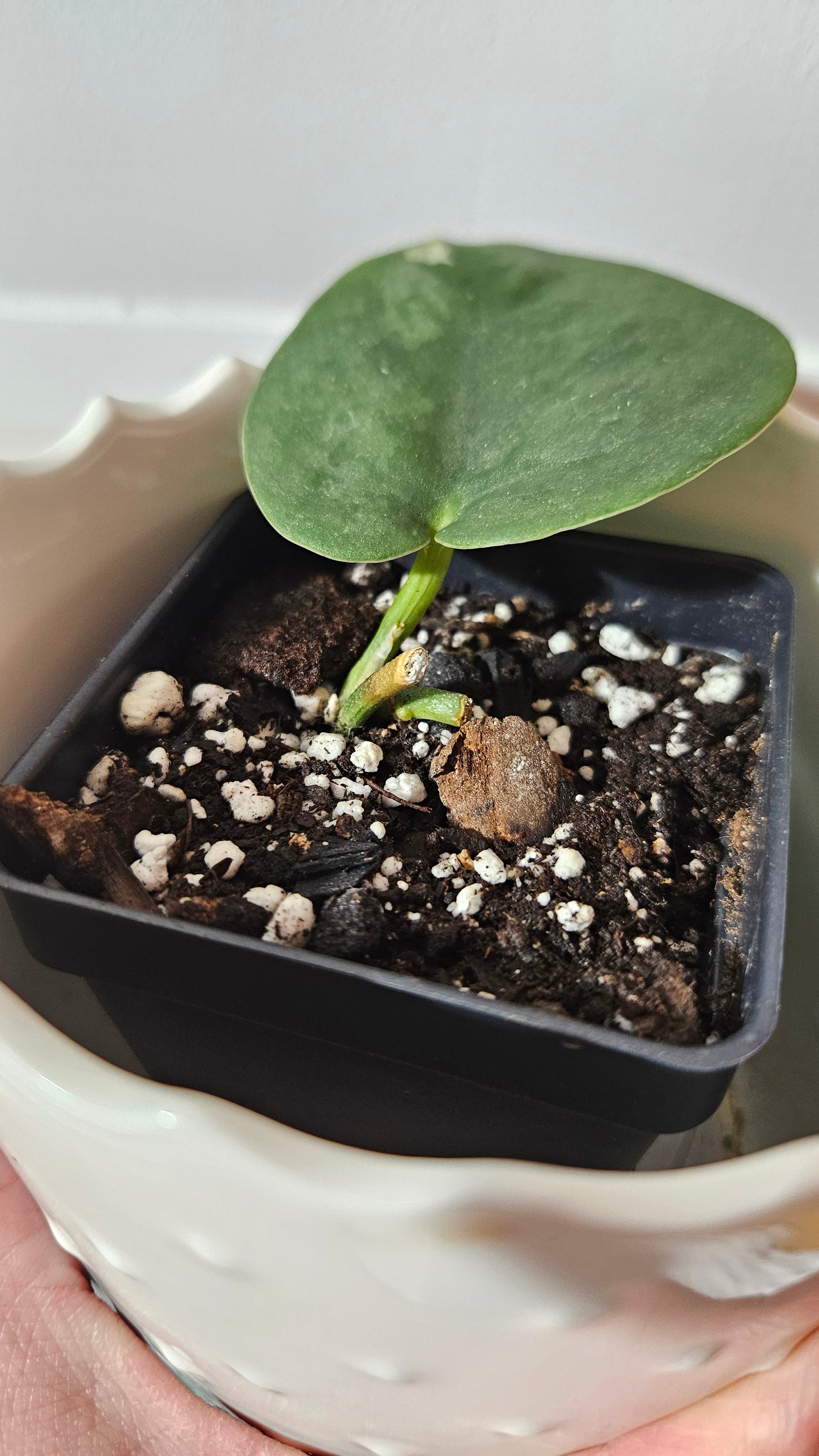 Scindapsus Jung jung Buih (SCI-1021)