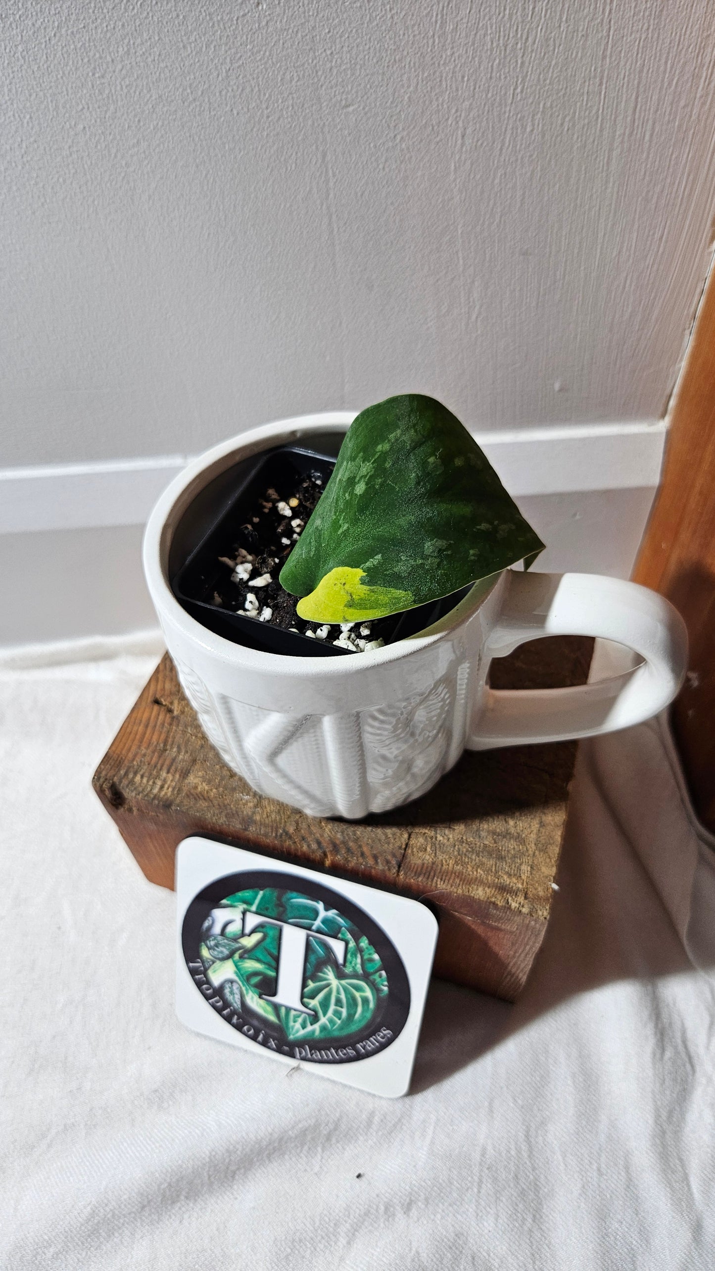 Scindapsus Swarnabhumi  (SCI-1084)