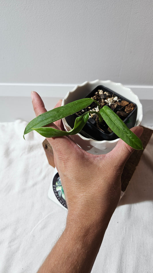 Anthurium Ceronii Aff "format PETIT"(ANT-539)