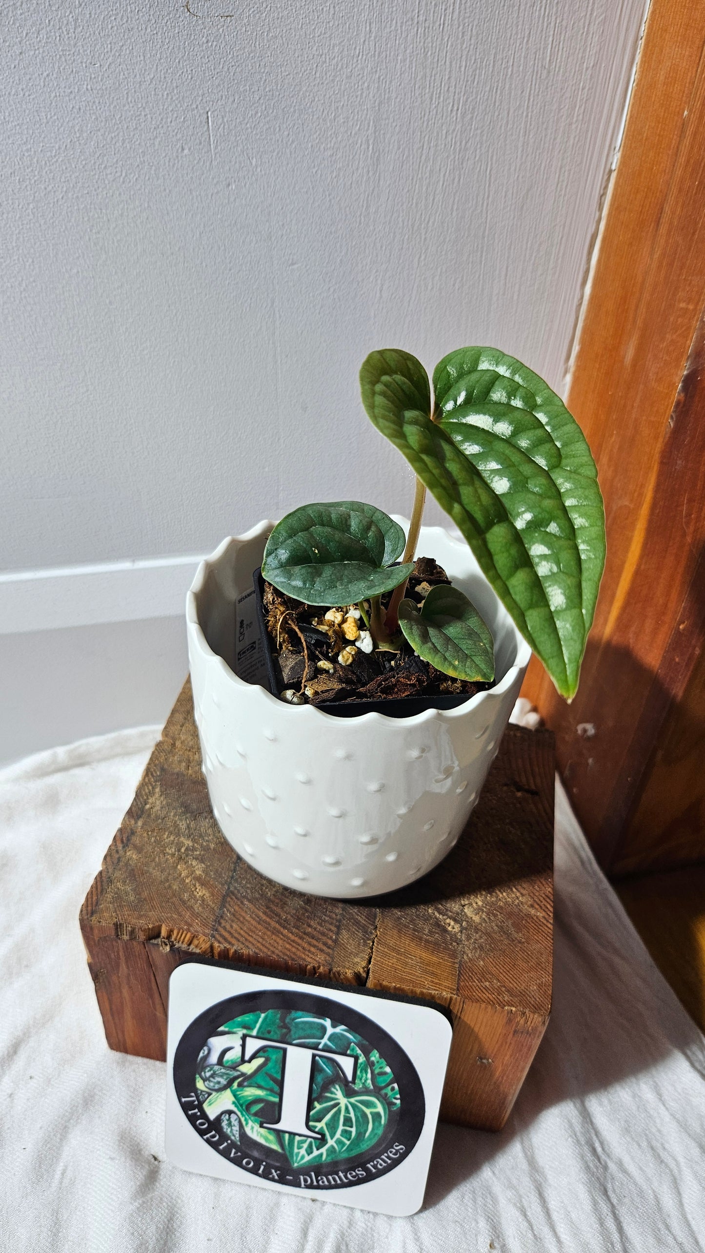 Anthurium Luxurians Platinum "format PETIT" (ANT-595)