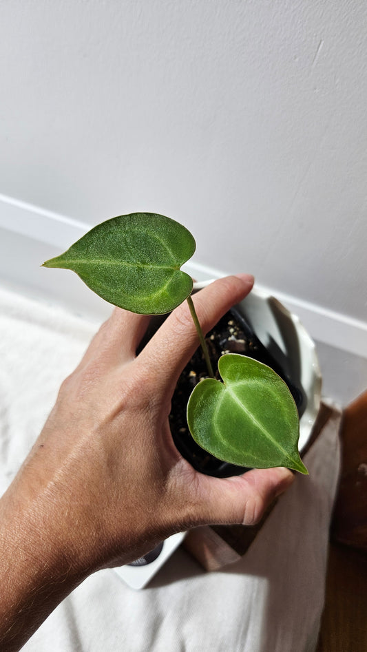 Anthurium  Clarinervium Hybrid "format PETIT" (ANT-547)