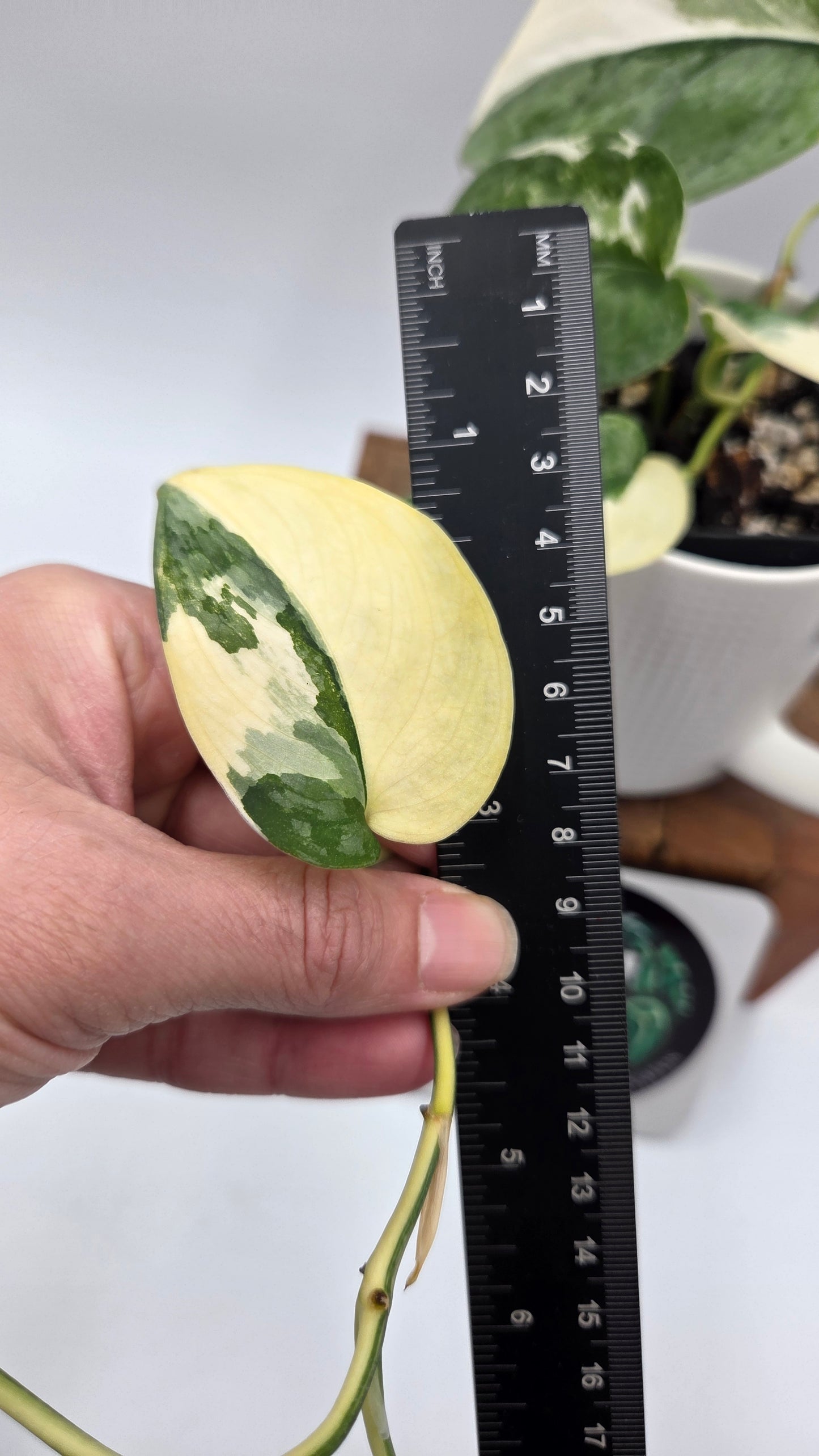 Scindapsus Silver Tattoo Variegata (SCI-698)