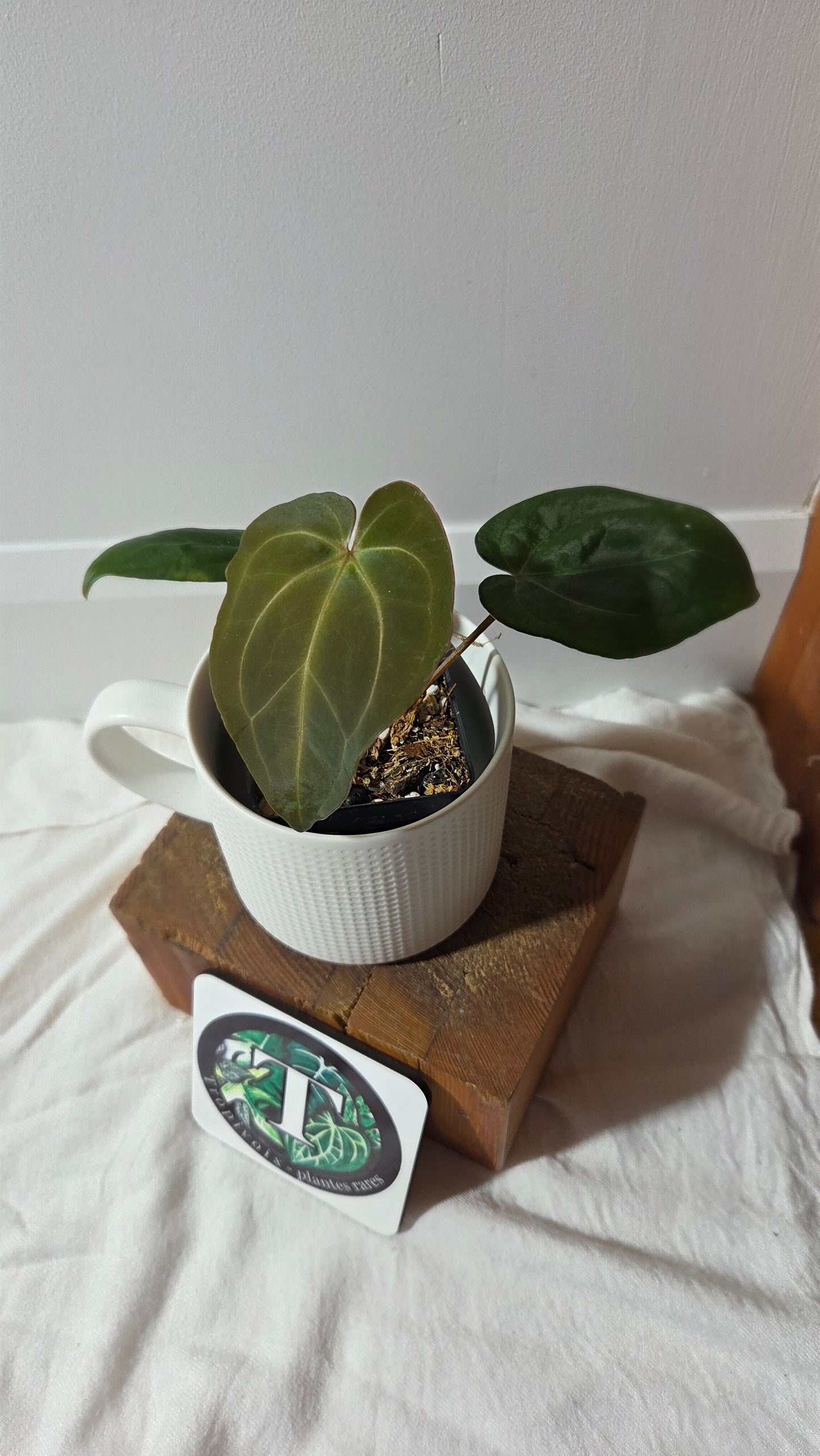 Anthurium Hoffmanii "format PETIT" (ANT-655)