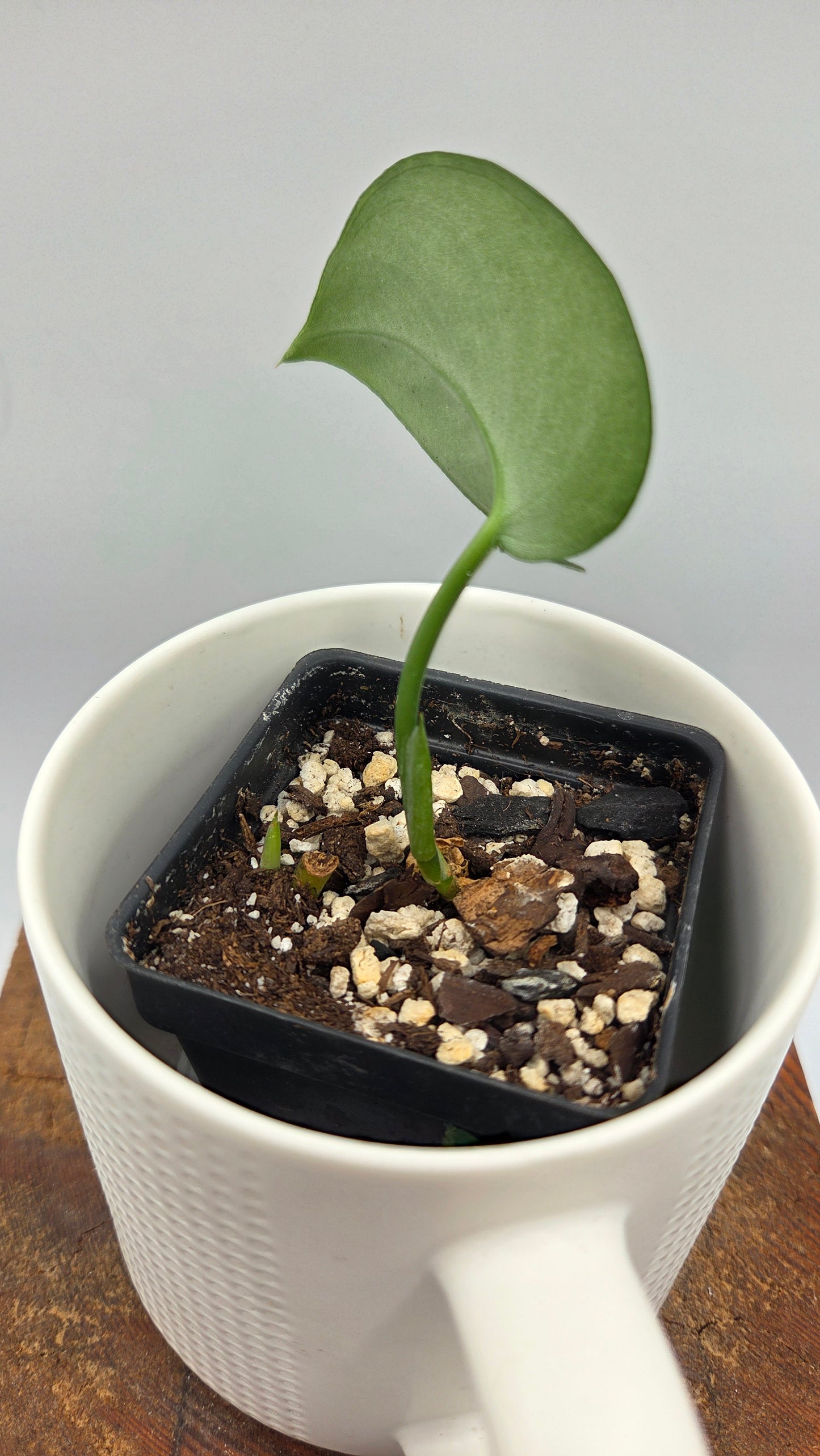 Scindapsus Jade Satin (SCI-351)