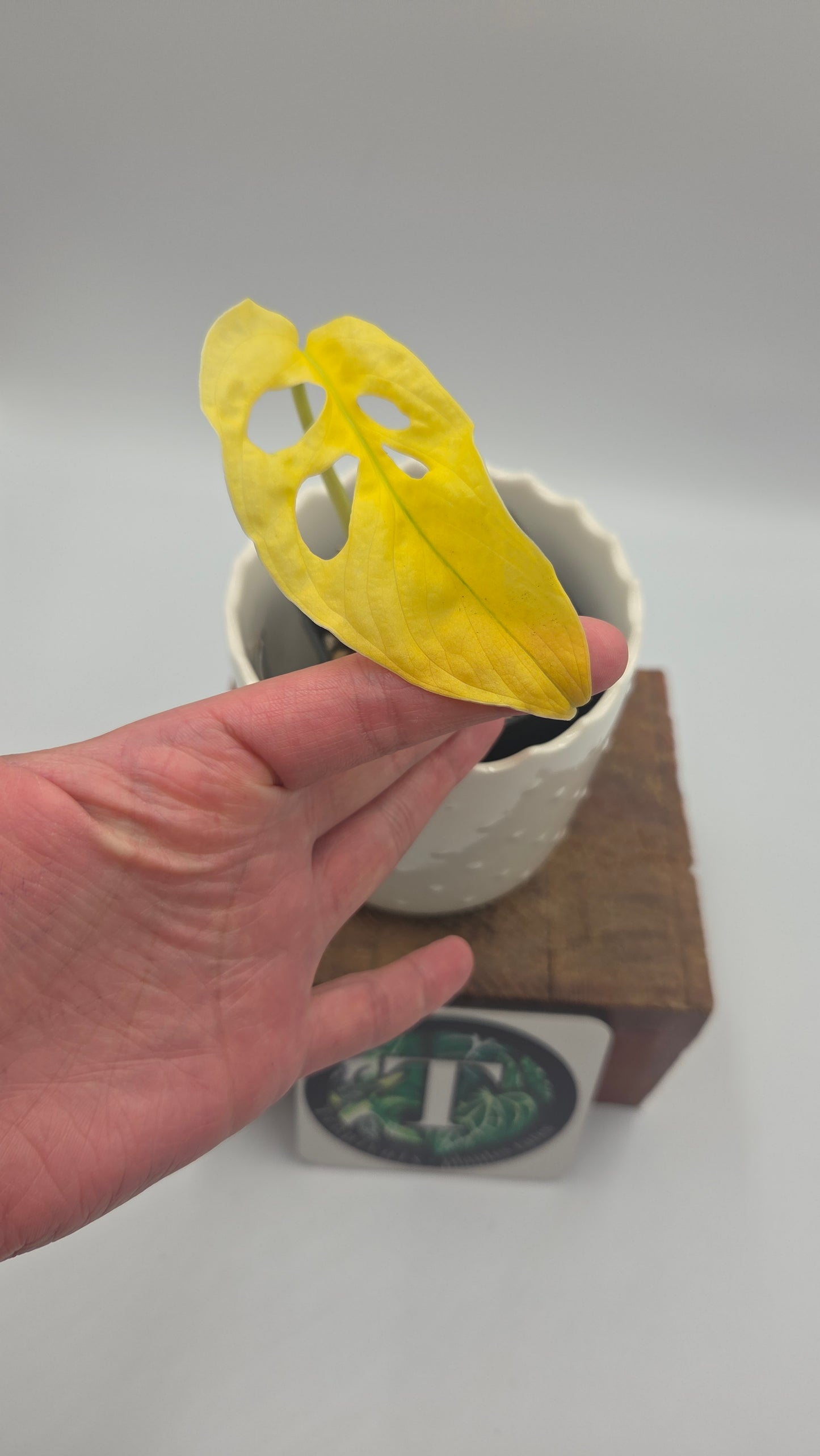 Monstera Andasonii Archipelago Ghost (MON-560)