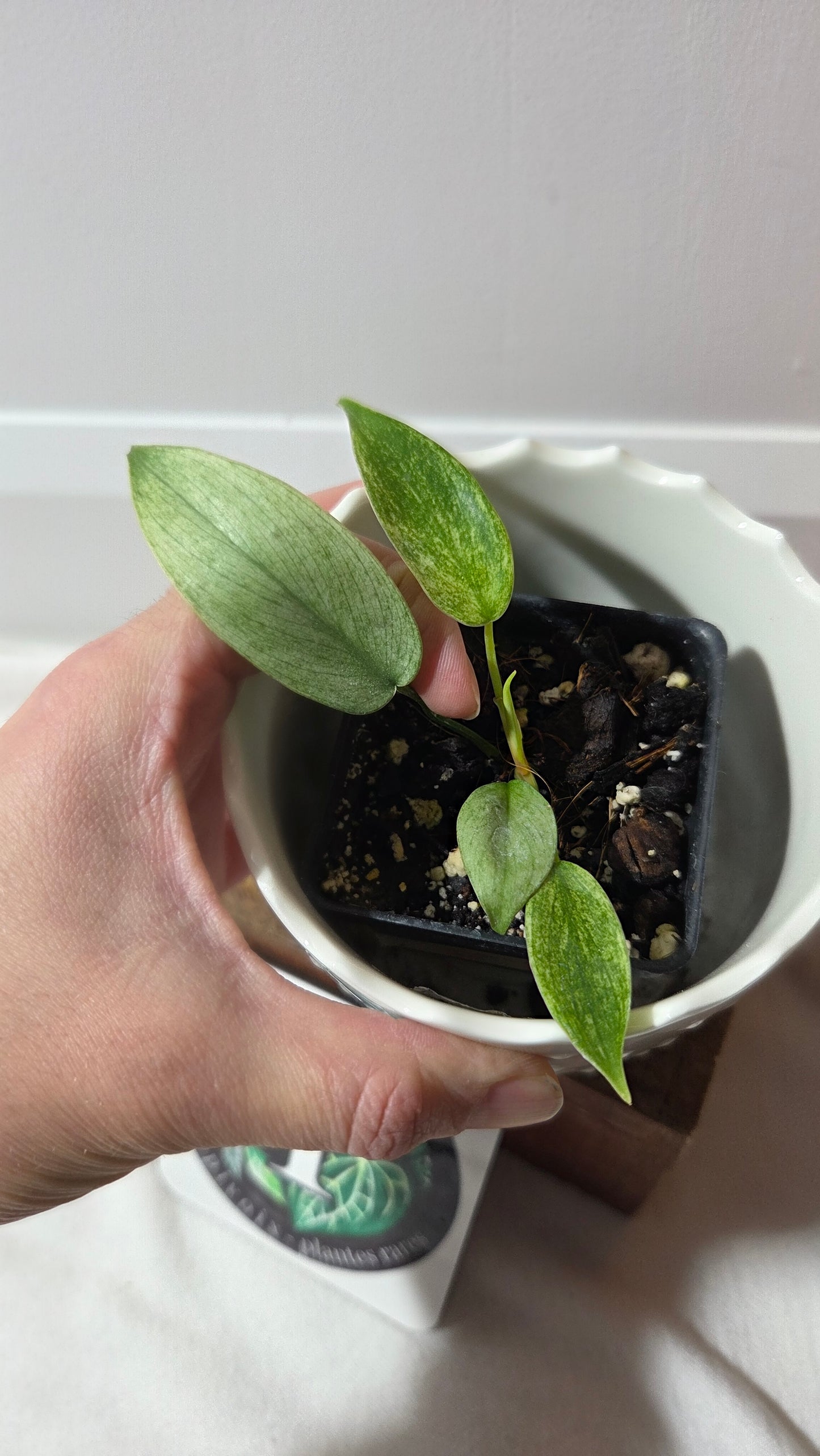 Philodendron Florida Ghost (PHI-622)