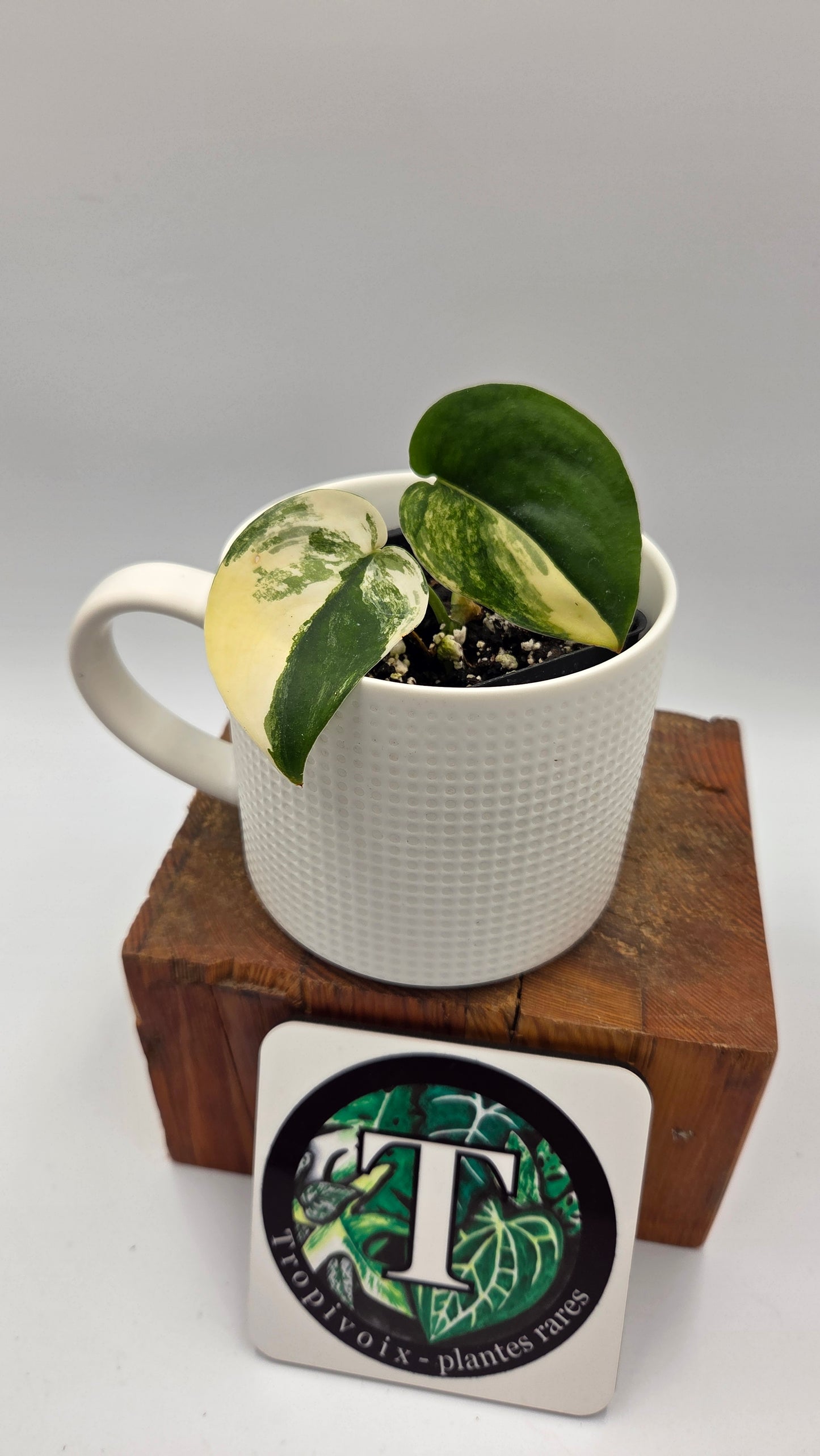 Scindapsus Jade Satin Albo (SCI-876)