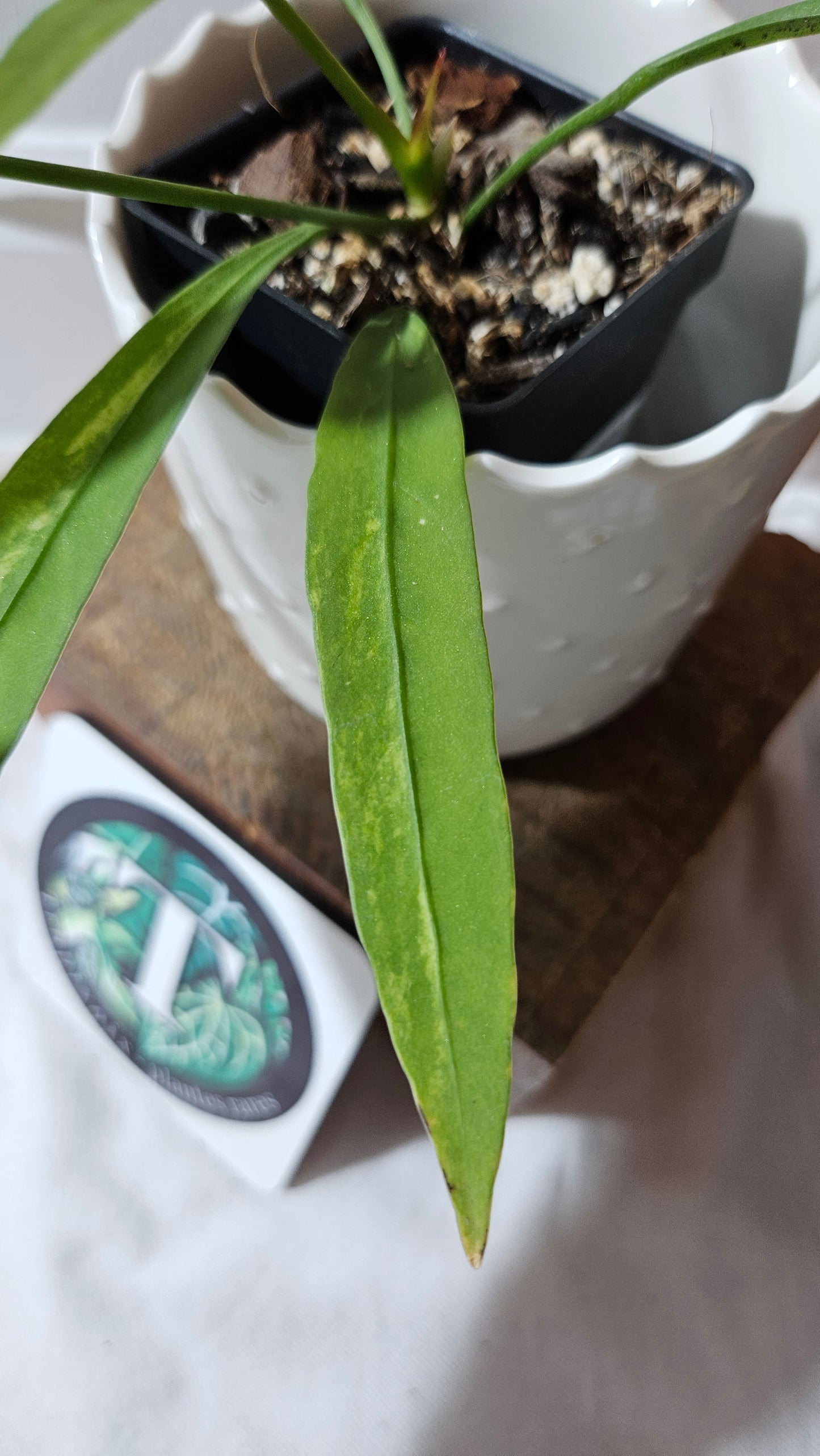 Anthurium Vittarifolium Variegata "format MOYEN" (ANT-444)