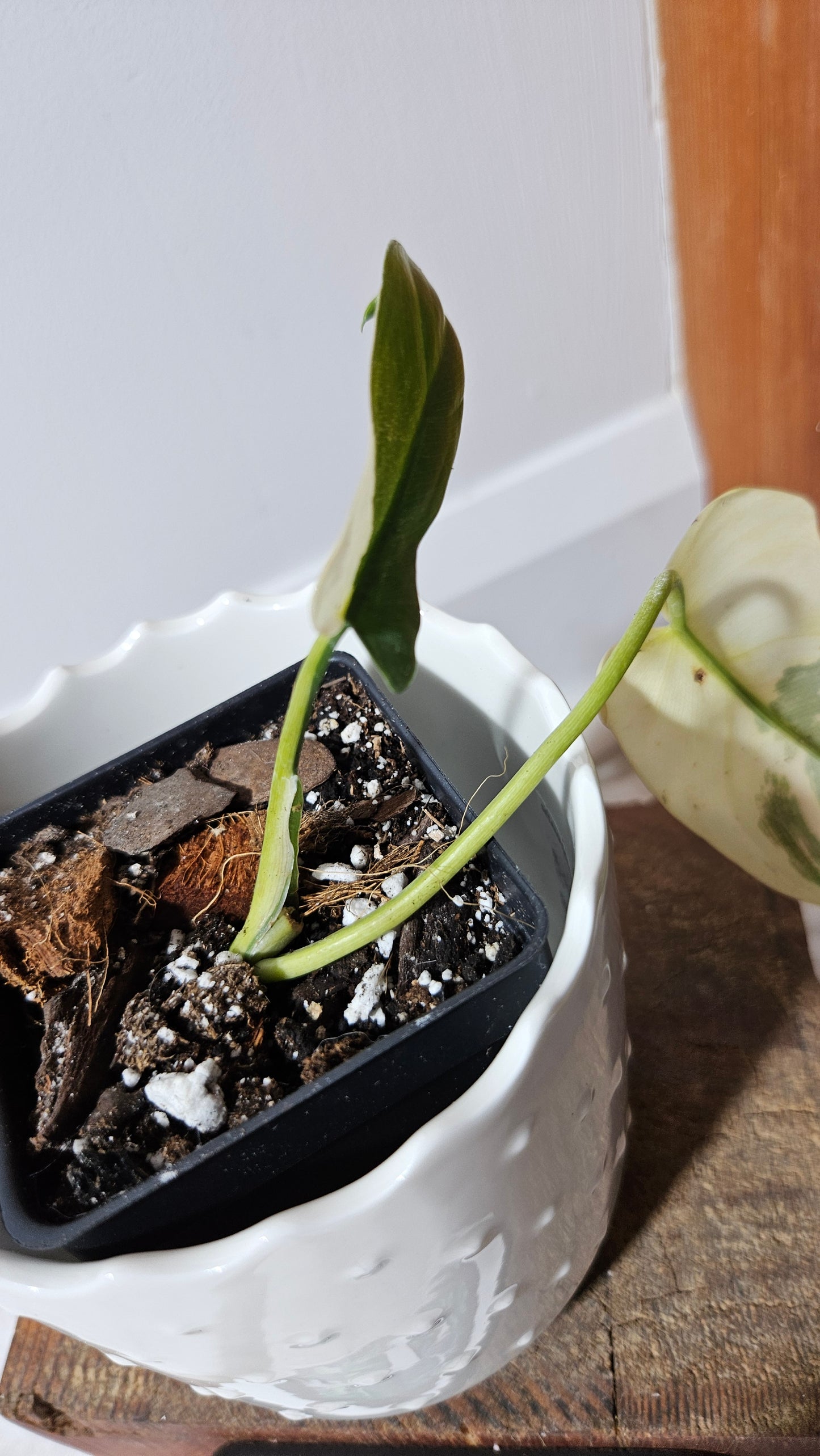 Philodendron Violin Variegata (PHI-583)