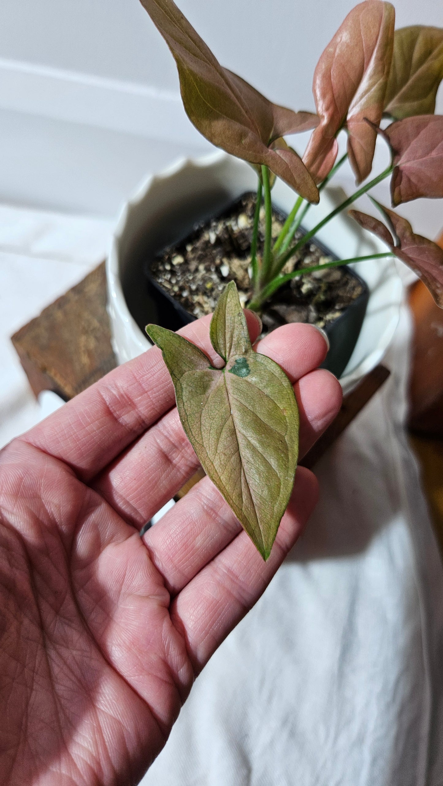 Syngonium Pink Emerald (SYN-438)