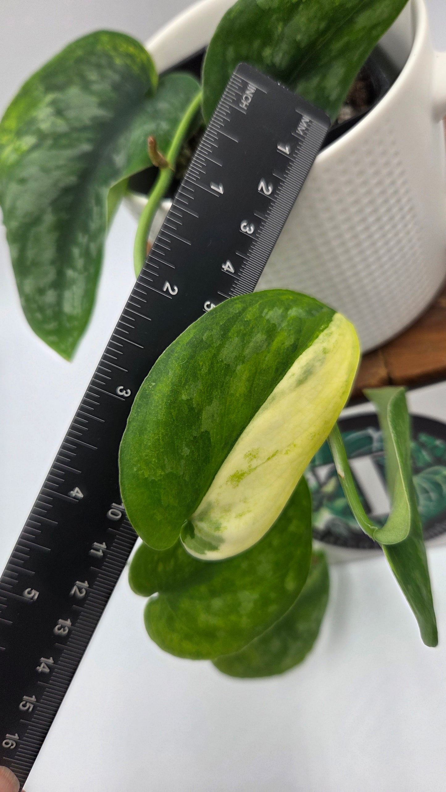 Scindapsus Silver Splash "Green on Green" (SCI-14345)