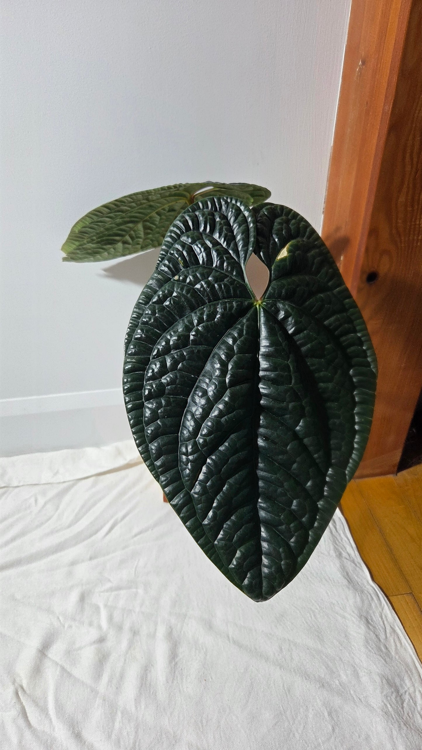 Anthurium Luxurians Dark  "format XLARGE" (ANT-644)