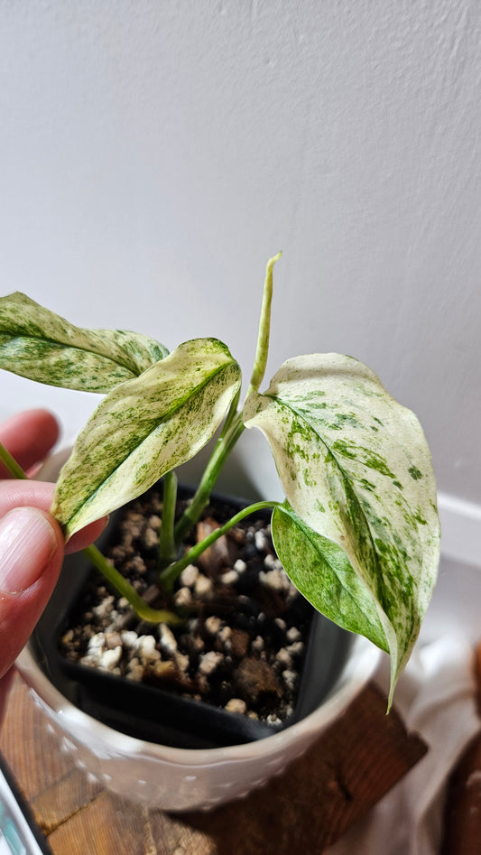 Monstera Laniata Mint (MON-341)