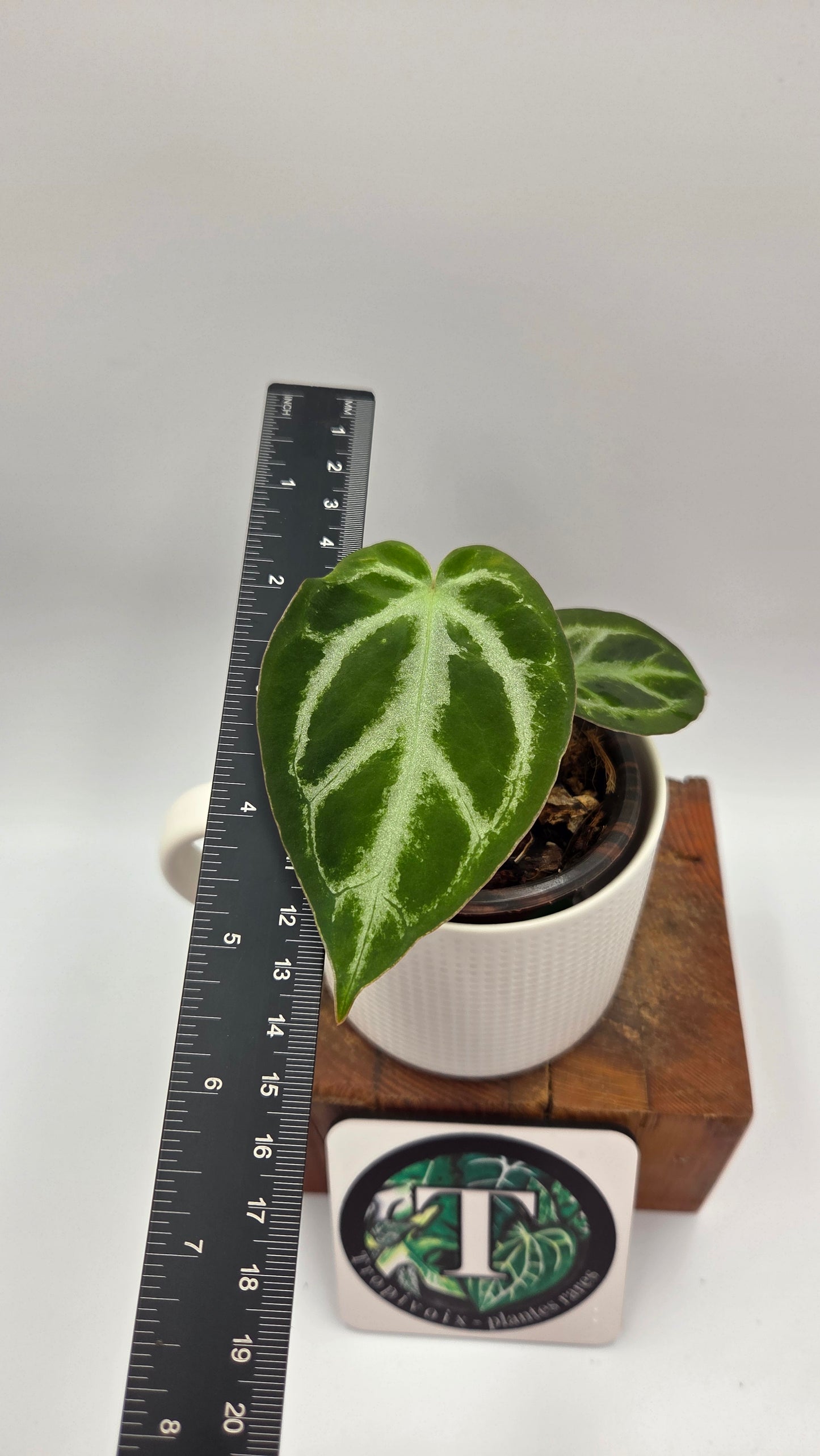 Anthurium Silver Hope "format PETIT" (ANT-677)