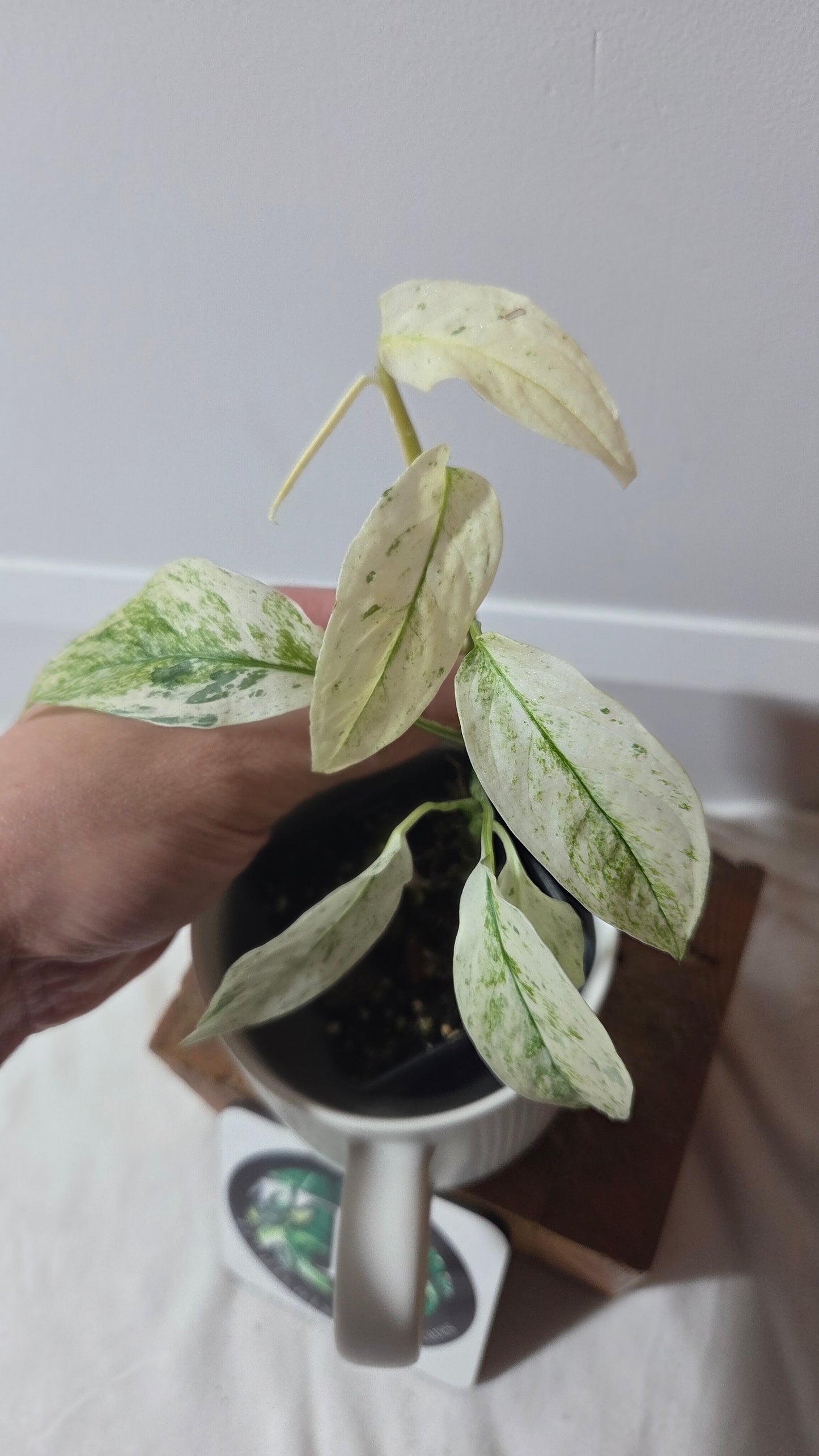 Monstera Laniata Mint (MON-396)