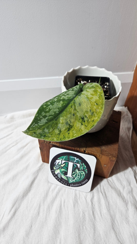 Scindapsus Medallion (SCI-1339)