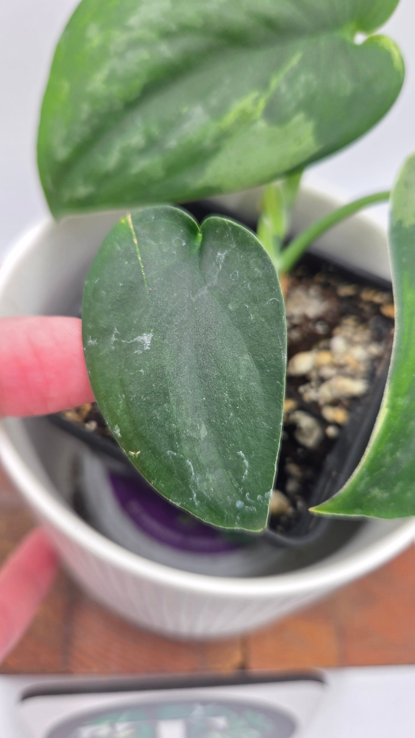 Scindapsus Silver Splash "Green on Green" (SCI-1433)