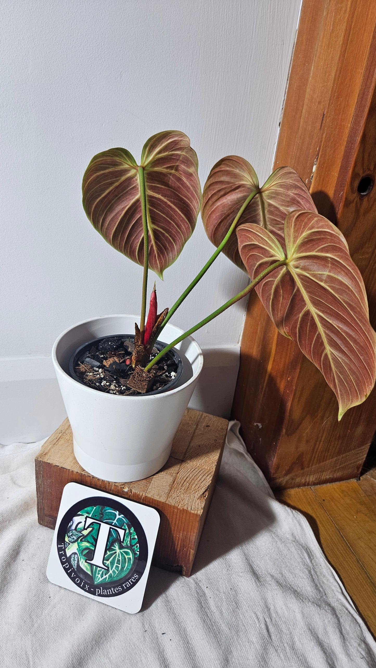 Philodendron Luxurians Choco Blood (PHI-654)