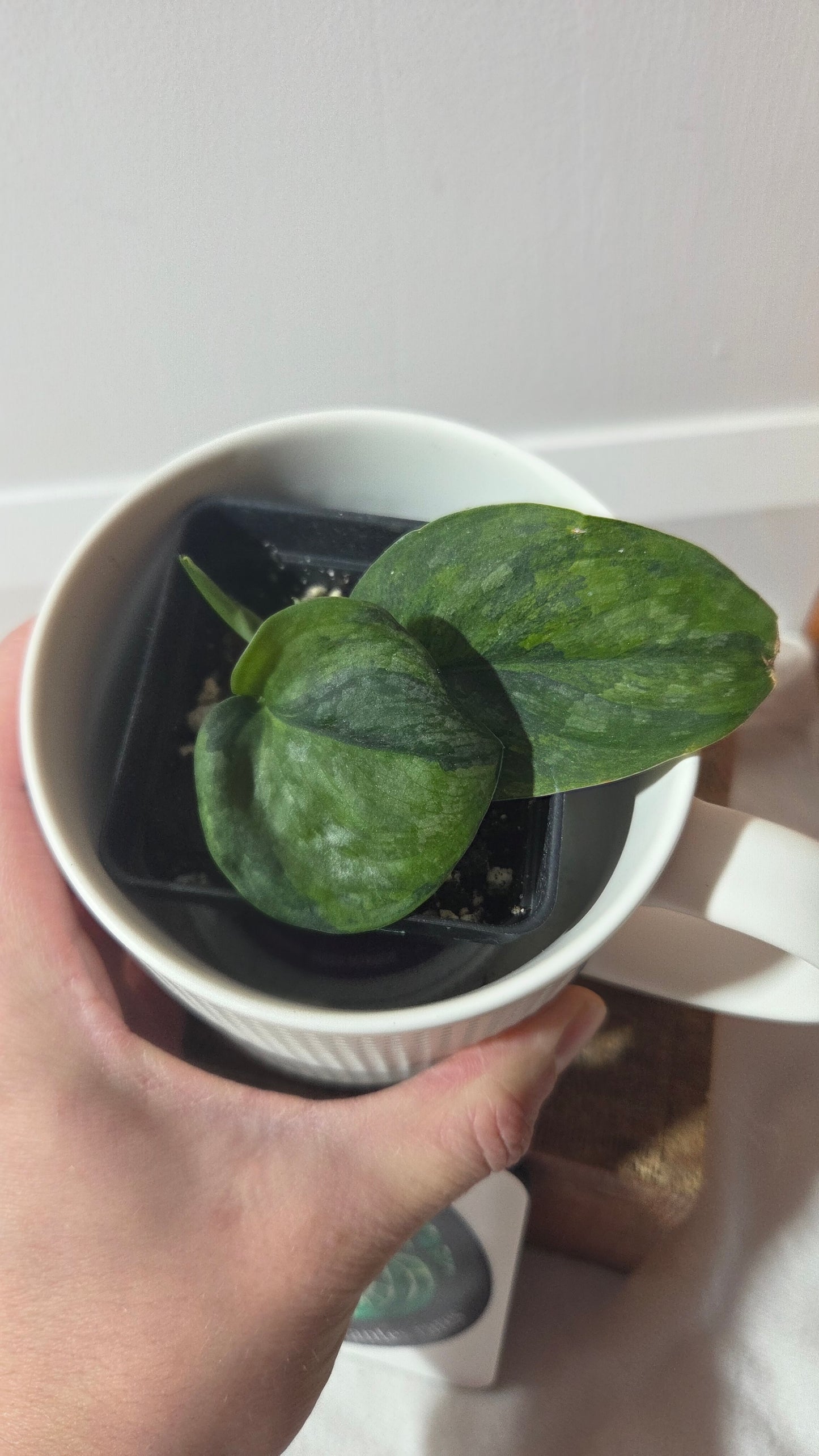 Scindapsus Green Dragon Variegata (SCI-1303)