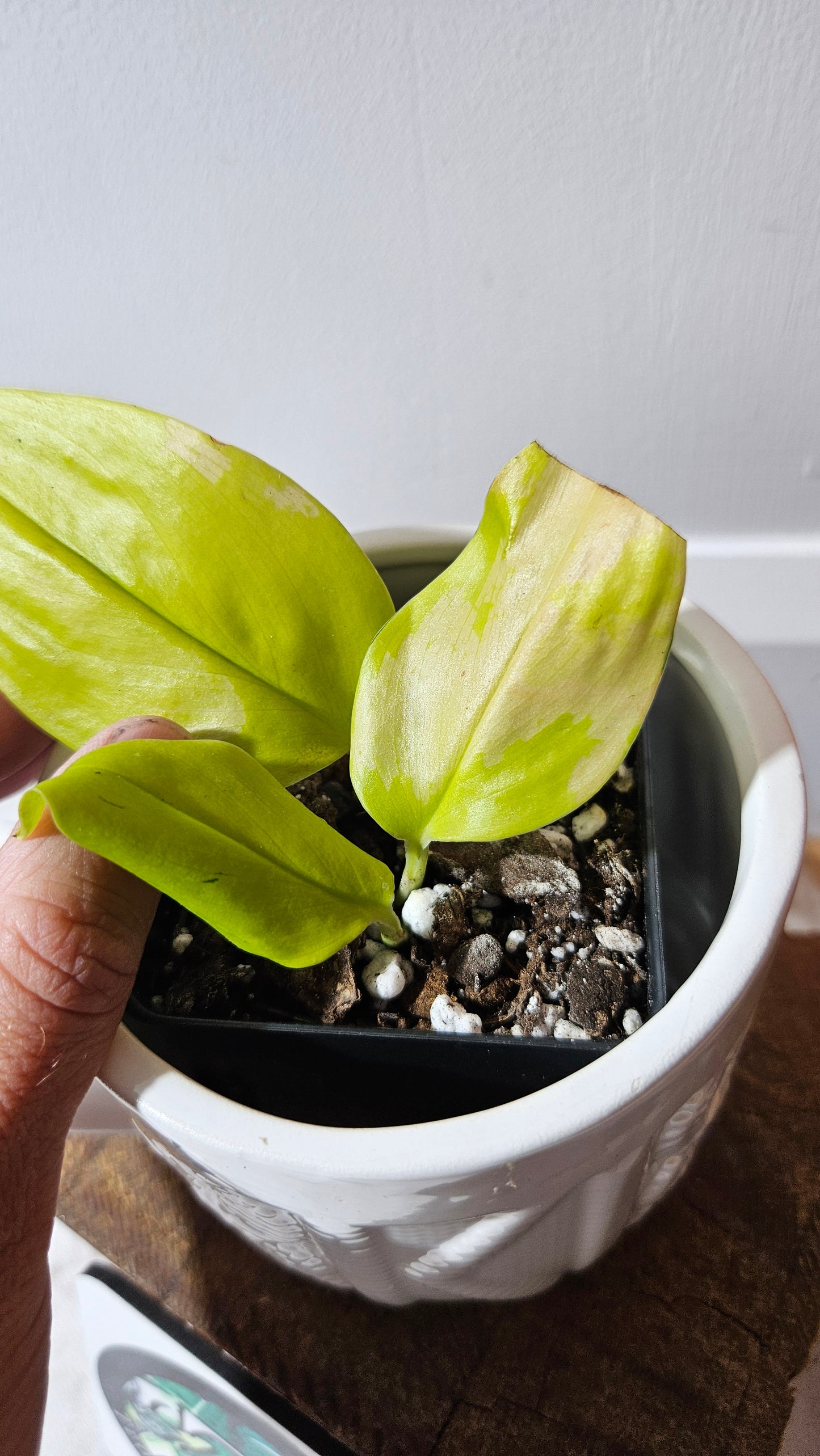 Scindapsus Moonlight Lemon (SCI-1272)
