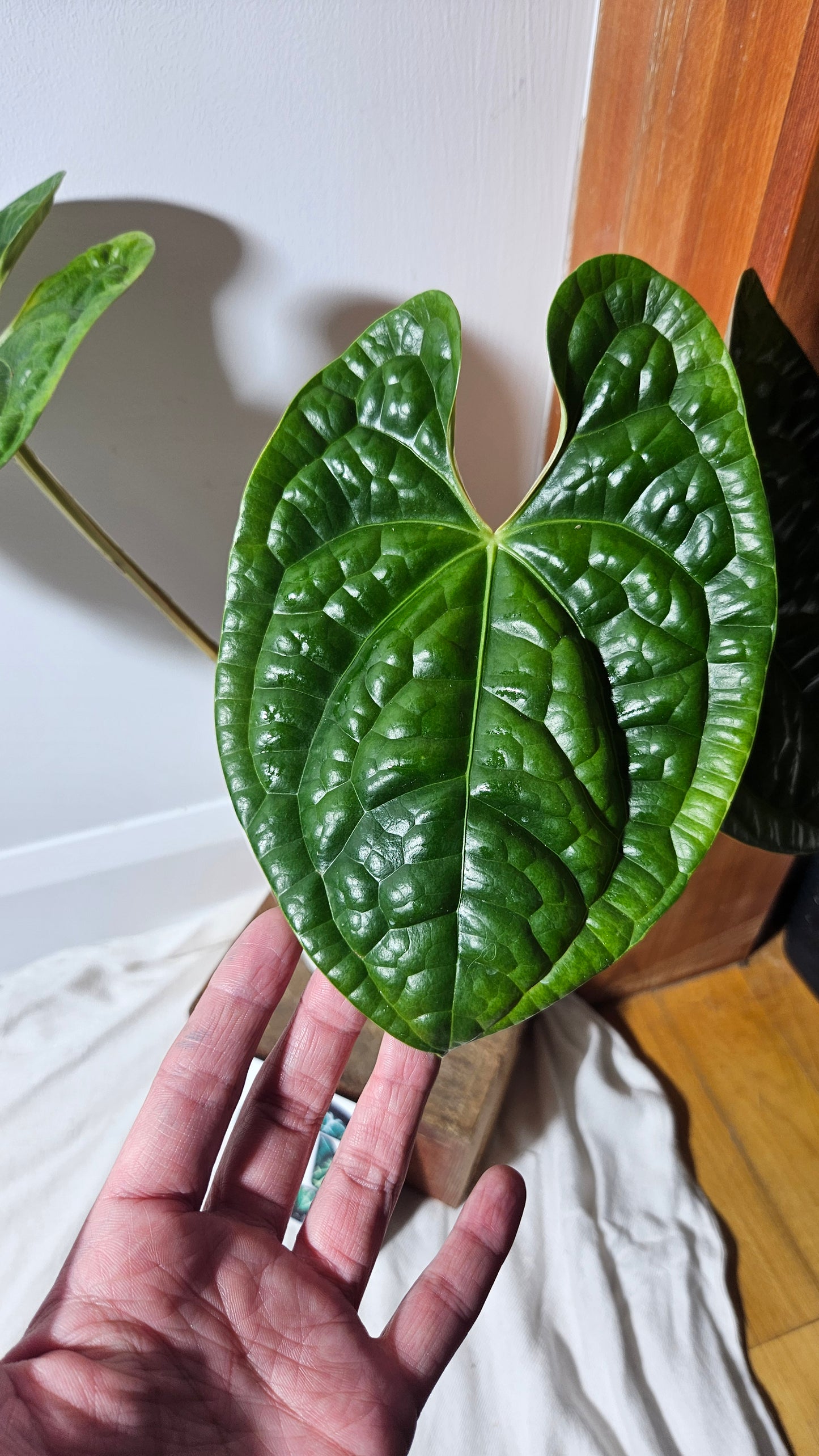 Anthurium Luxurian Velvet Special "format LARGE" (ANT-131)