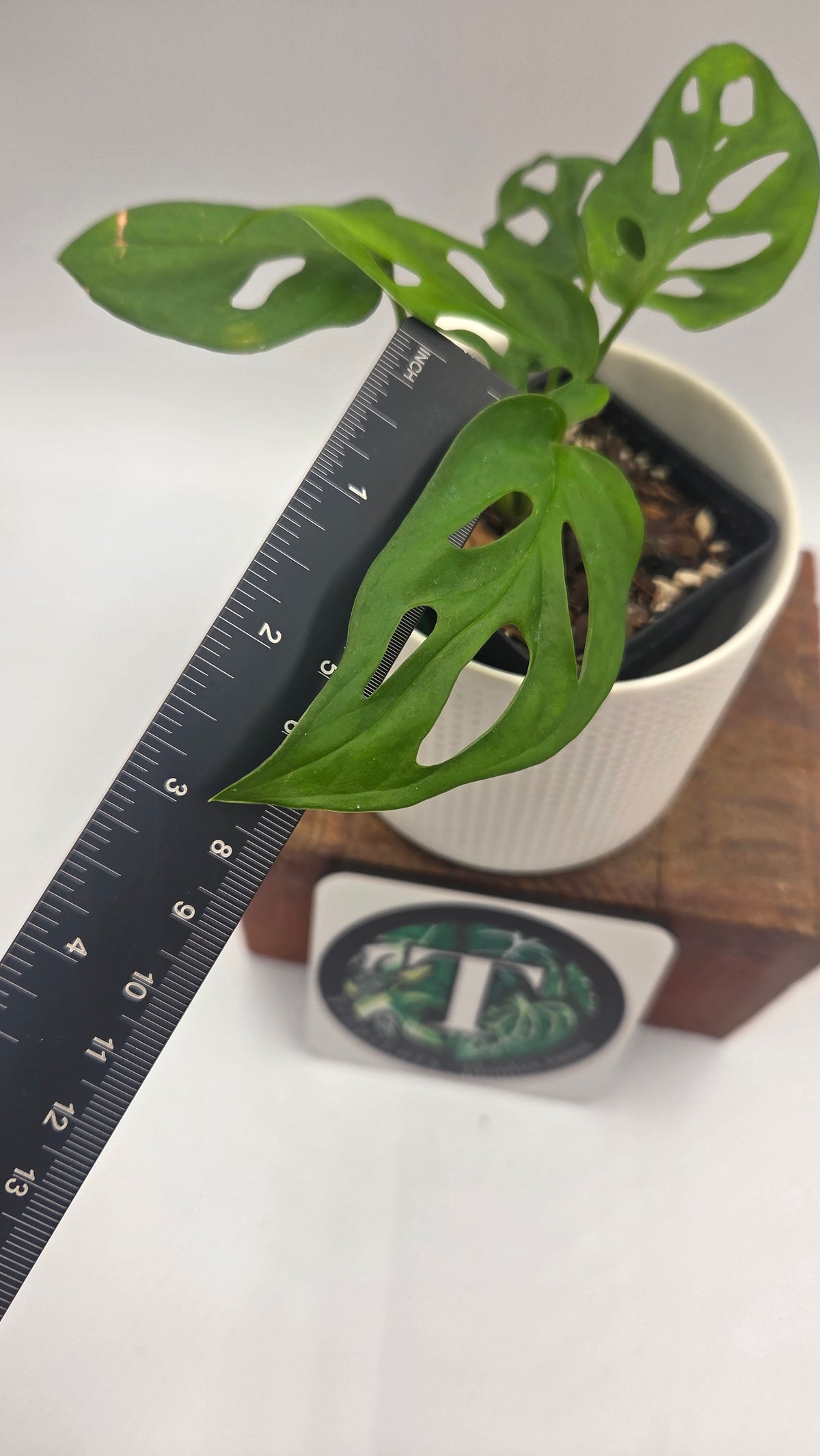 Monstera Obliqua aff La Bonita (MON-525)