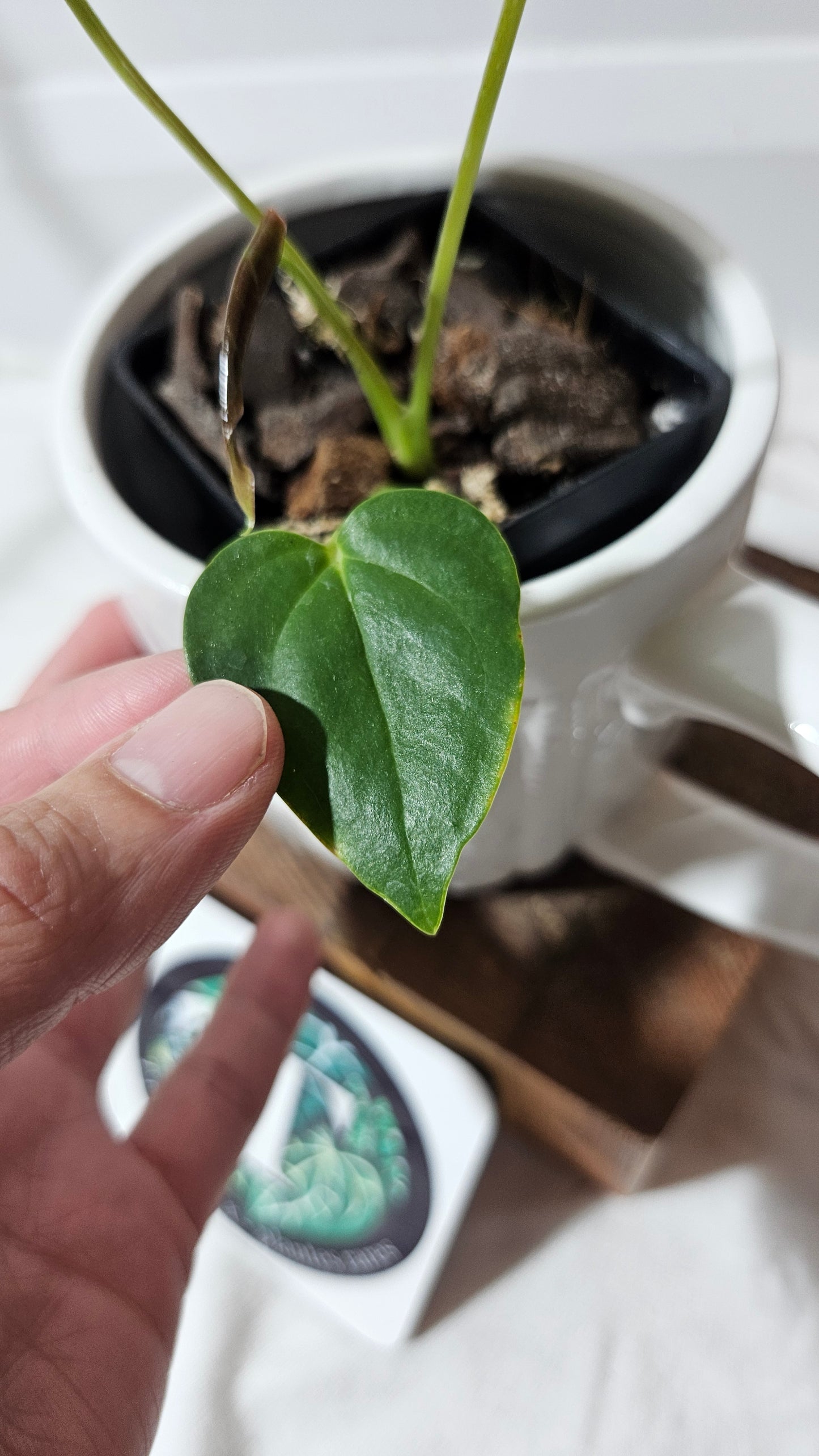 Anthurium Modeanum "format PETIT" (ANT-174)