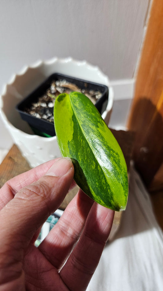 Philodendron Florida Beauty (PHI-877)