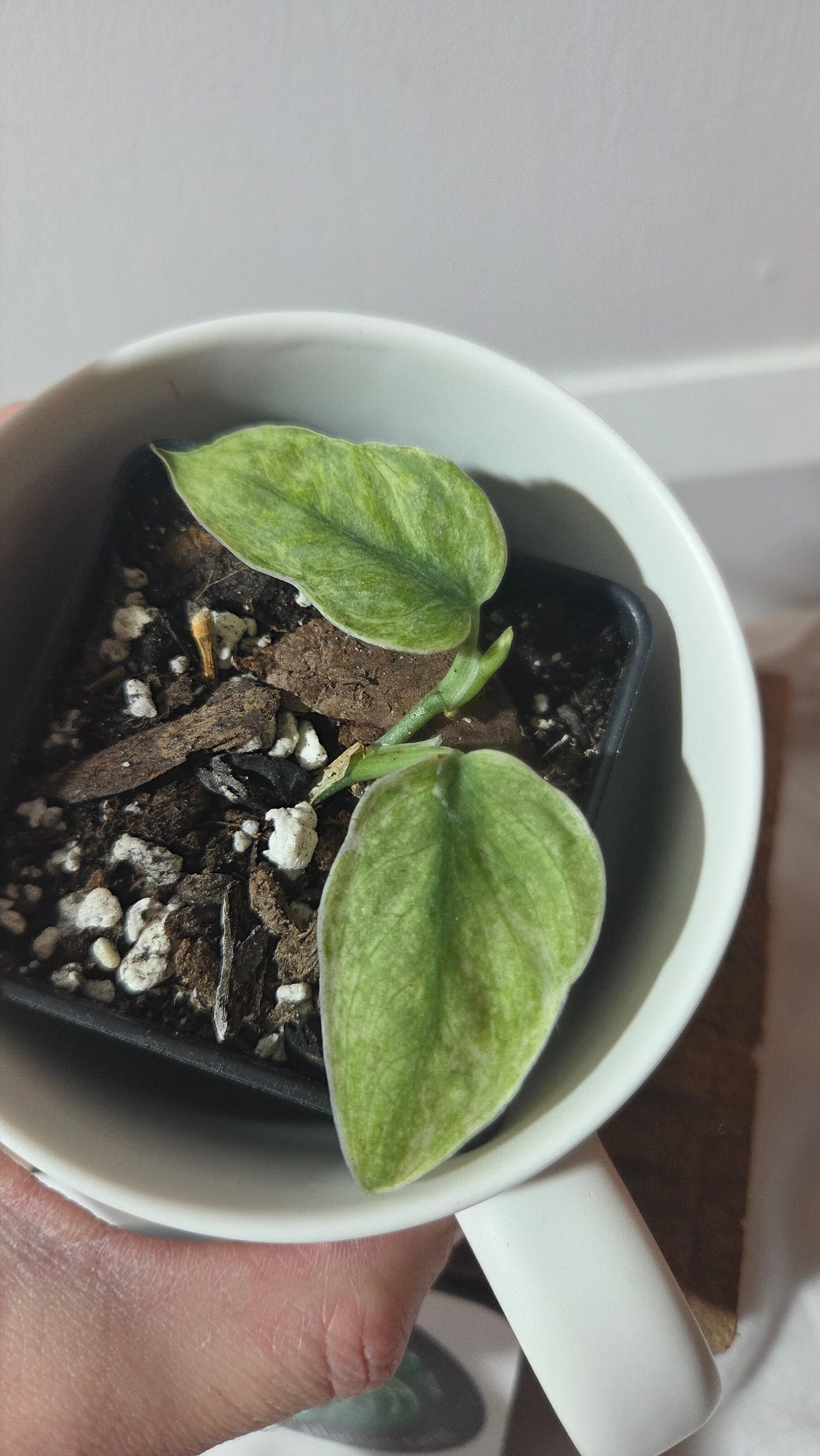 Scindapsus Blue Sky (SCI-1432)