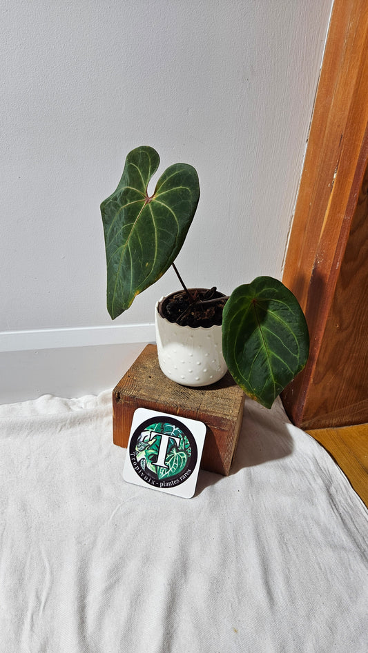 Anthurium Blue Papi x Red Spider "SEEDLING format" (ANT-183)