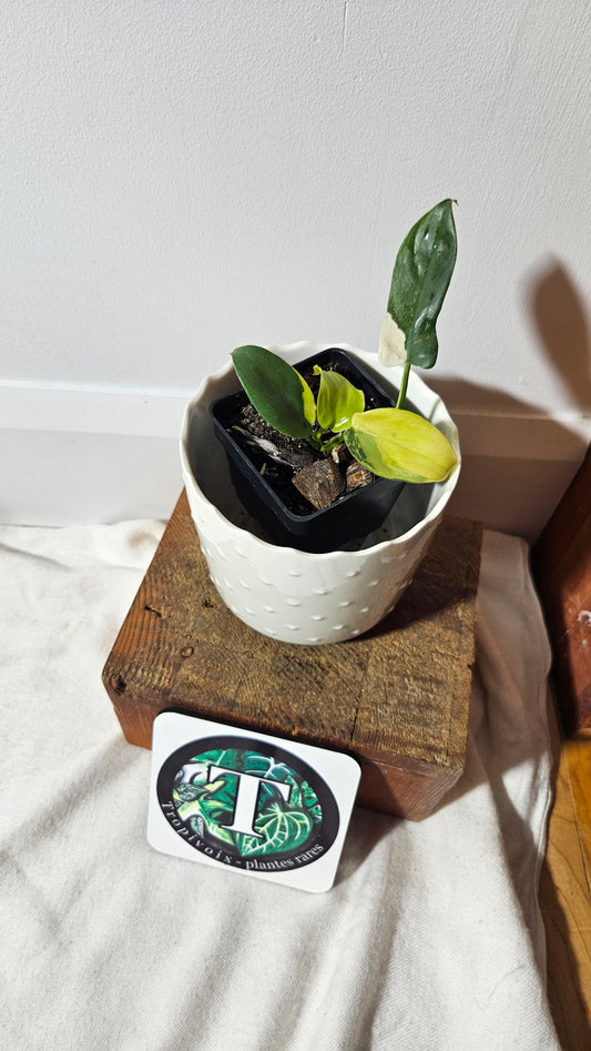 Philodendron Violin Variegata (PHI-583)