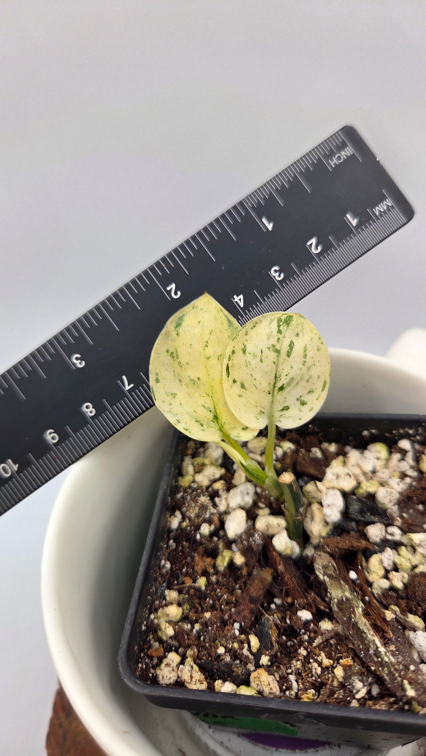 Scindapsus Blue Splash Variegata (SCI-1455)