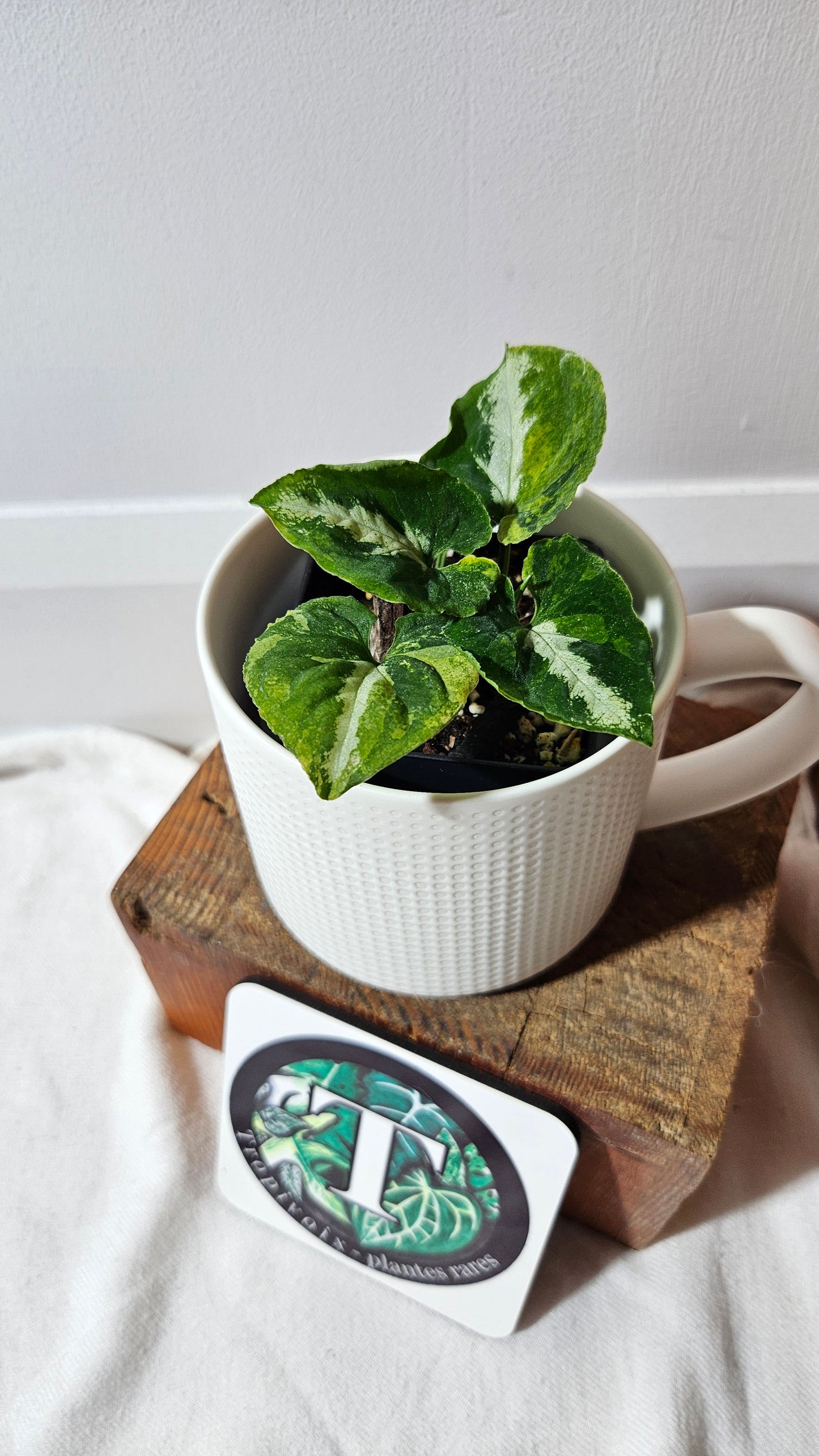 Syngonium Scrambled Eggs (SYN-477)