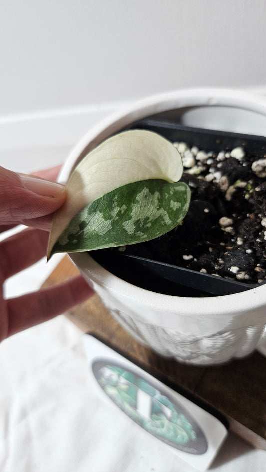 Scindapsus Mayari (SCI-1297)