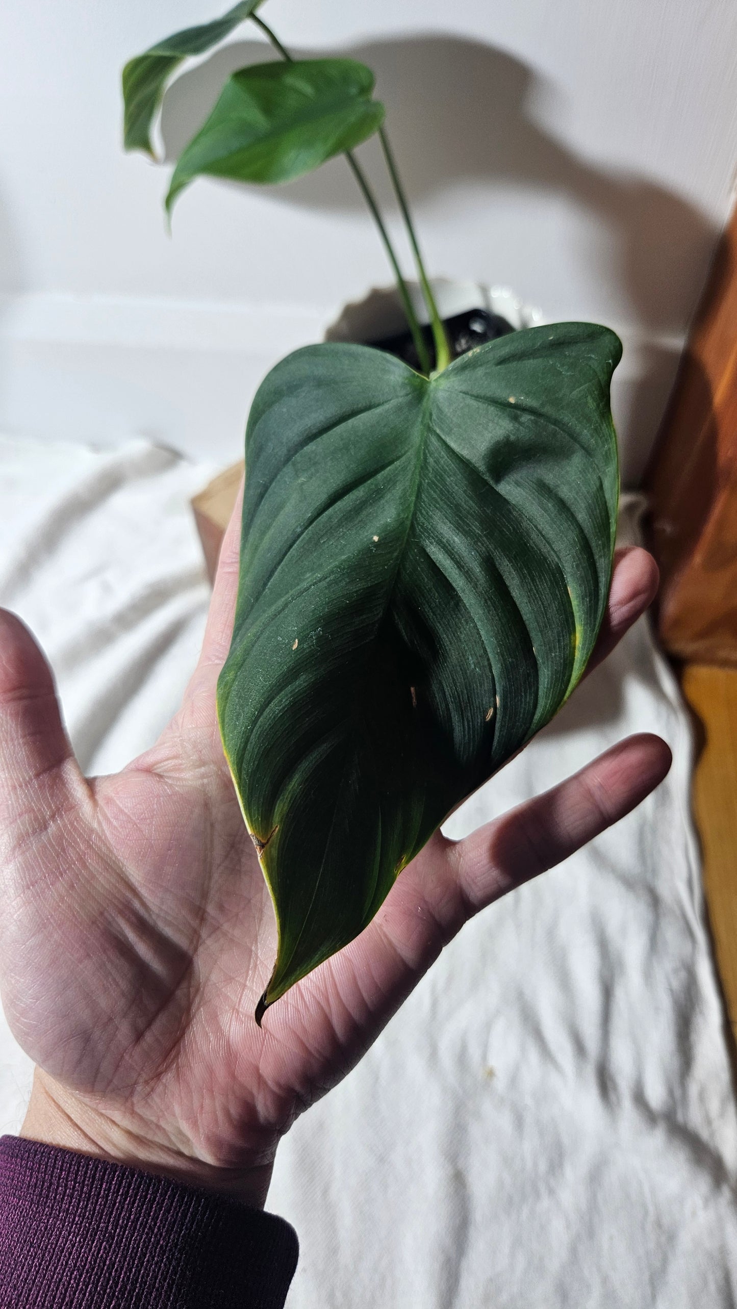 Philodendron Tenue (PHI-652)