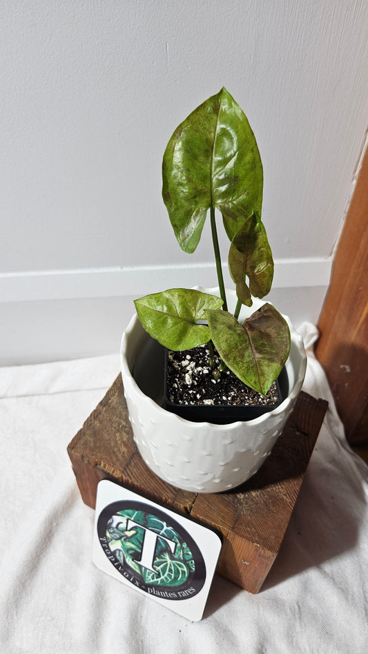 Syngonium Matcha Sprinkle (SYN-432)